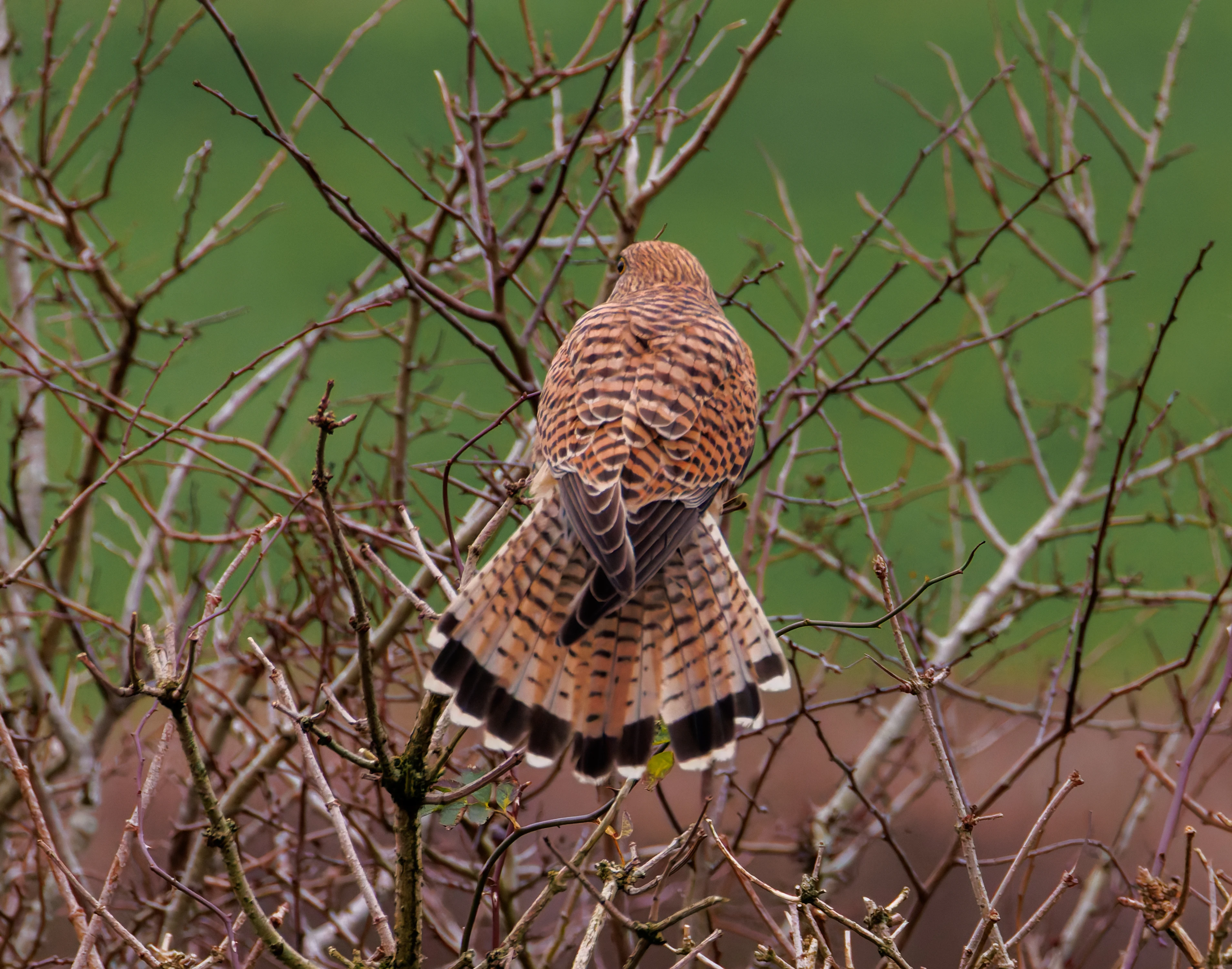 Kestrel, Leighton Moss, UK — photo by Orlando Prugel-Bennett