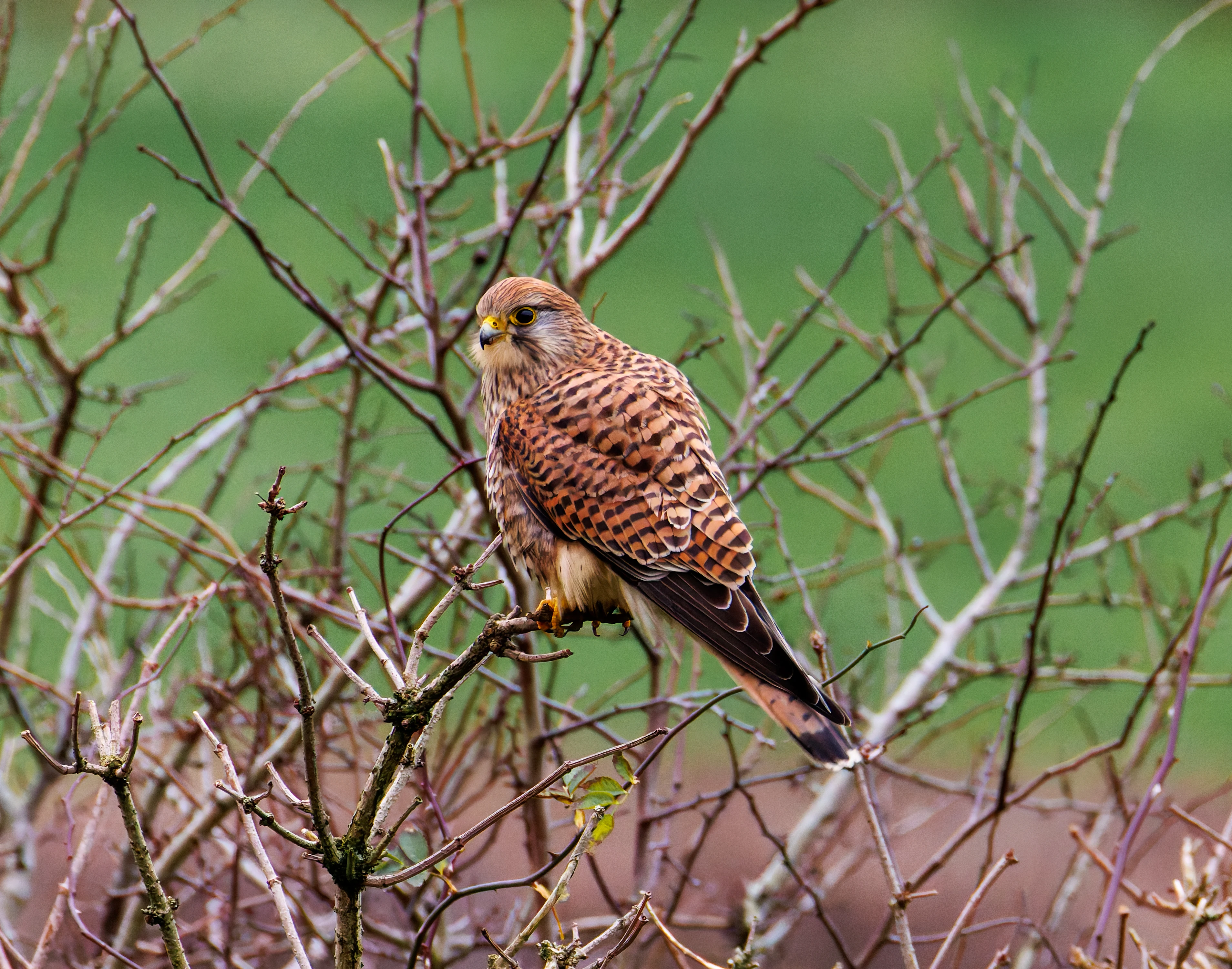 Kestrel, Leighton Moss, UK — photo by Orlando Prugel-Bennett