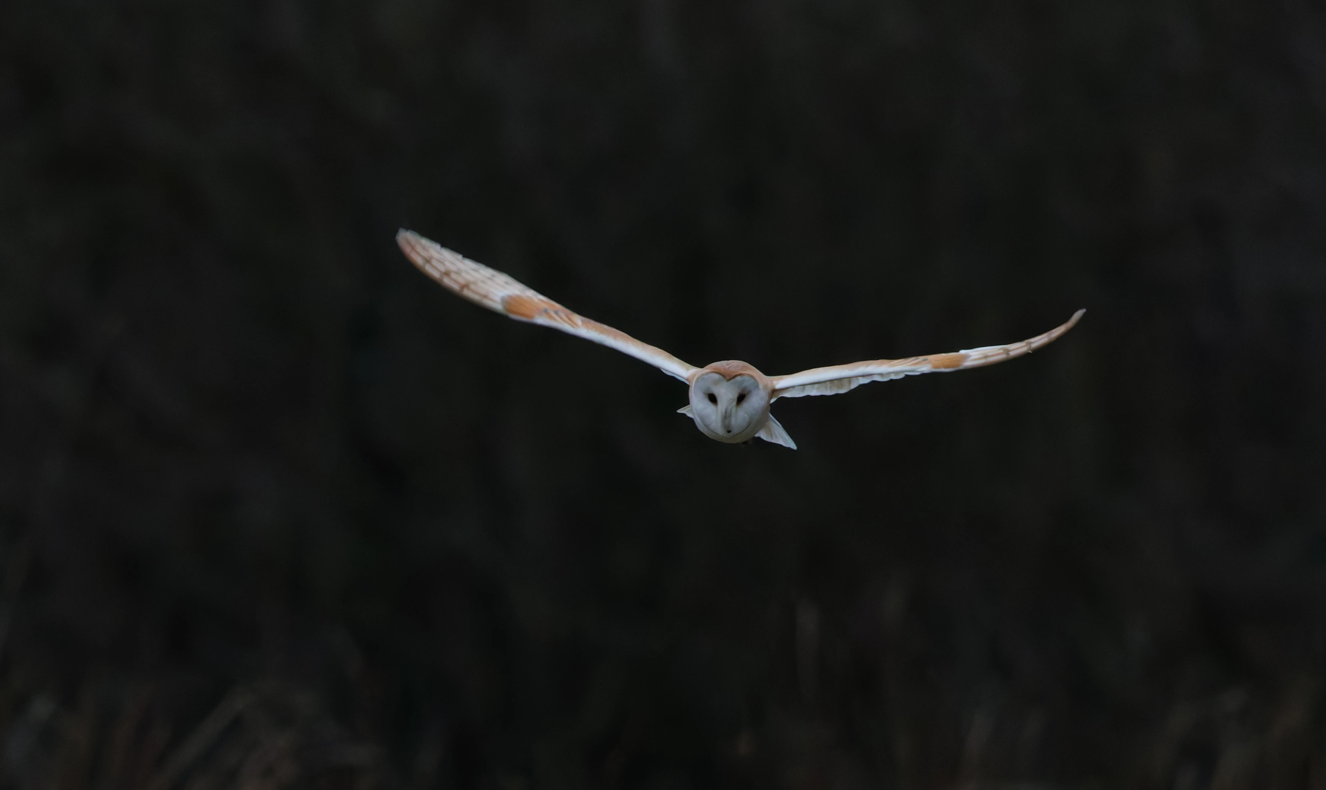 Barn Owl, Brockholes, Preston, UK — photo by Orlando Prugel-Bennett