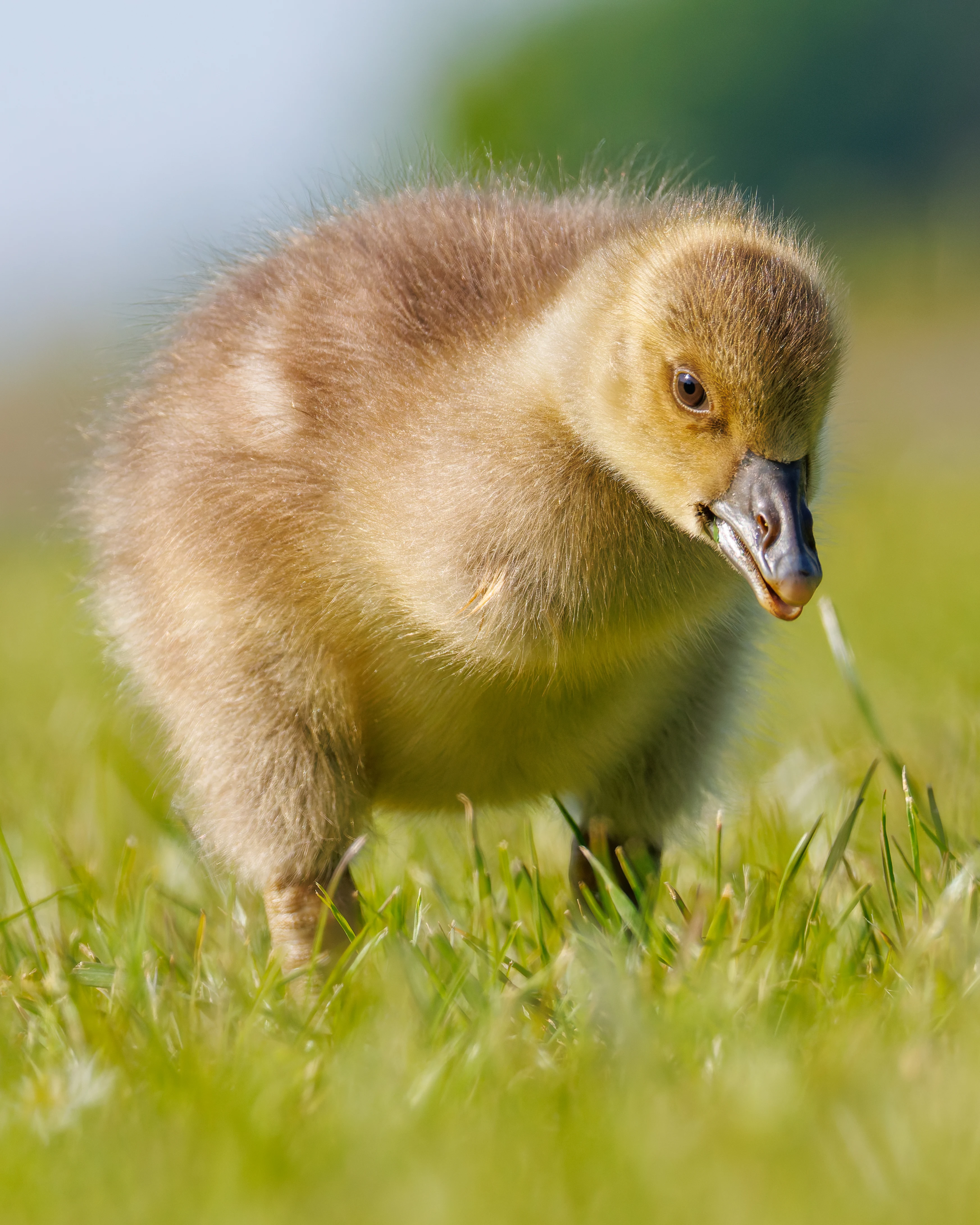 Greylag Goose Chick, Lancaster University, Lancashire, UK — photo by Orlando Prugel-Bennett