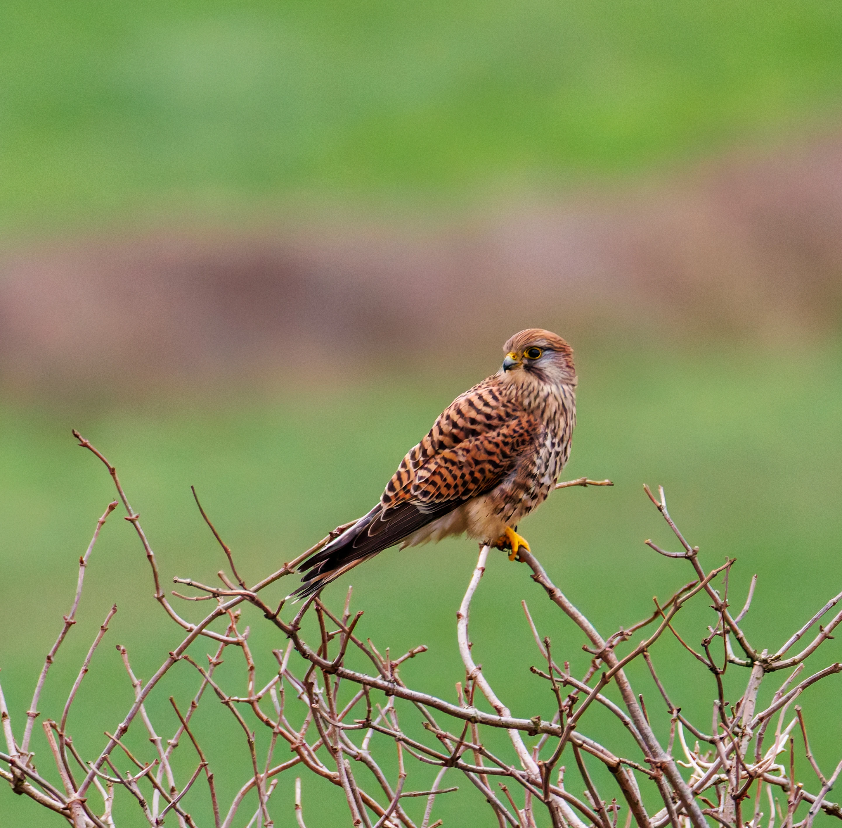 Kestrel, Leighton Moss, UK — photo by Orlando Prugel-Bennett