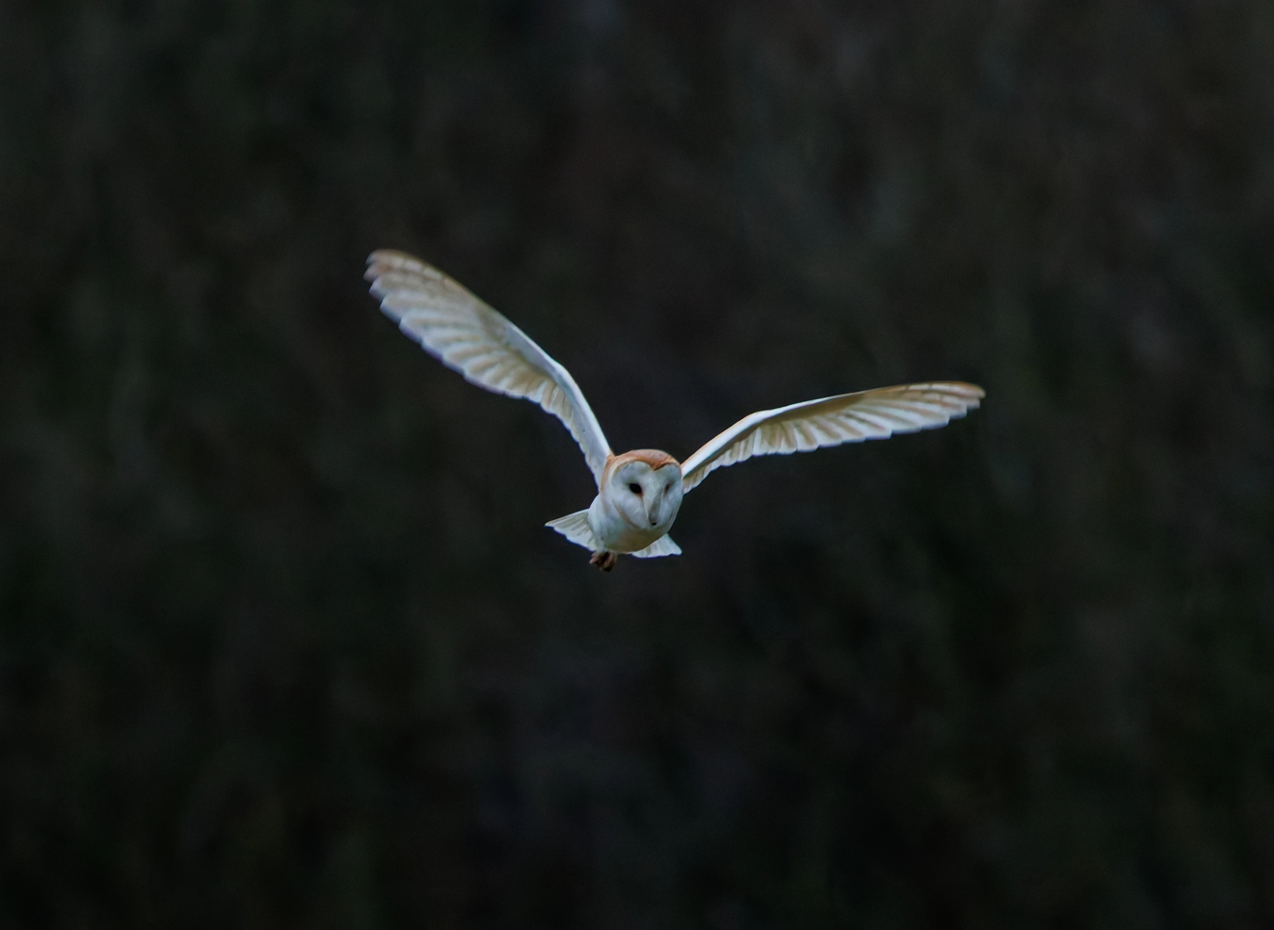 Barn Owl, Brockholes, Preston, UK — photo by Orlando Prugel-Bennett