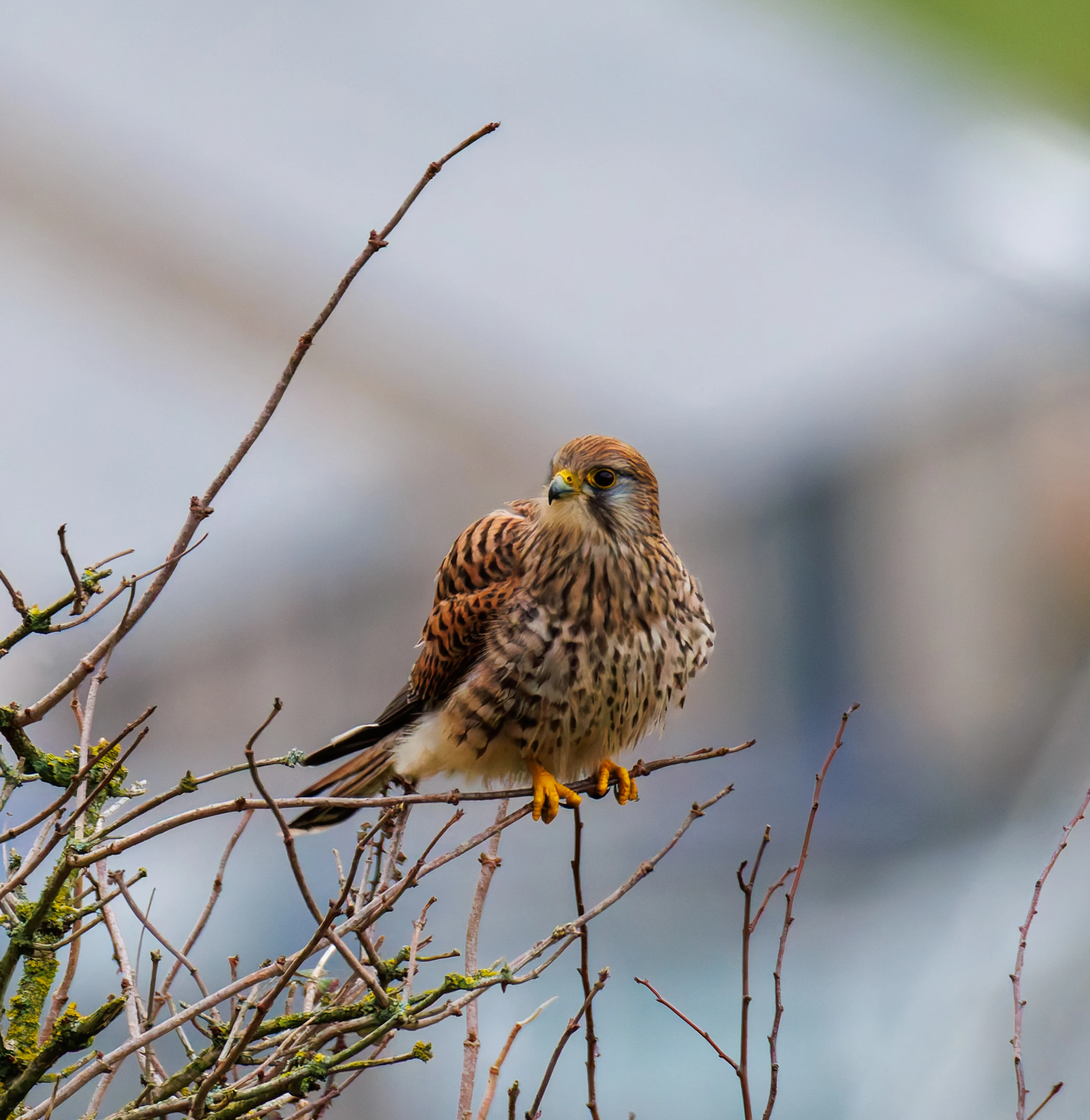 Kestrel, Leighton Moss, UK — photo by Orlando Prugel-Bennett