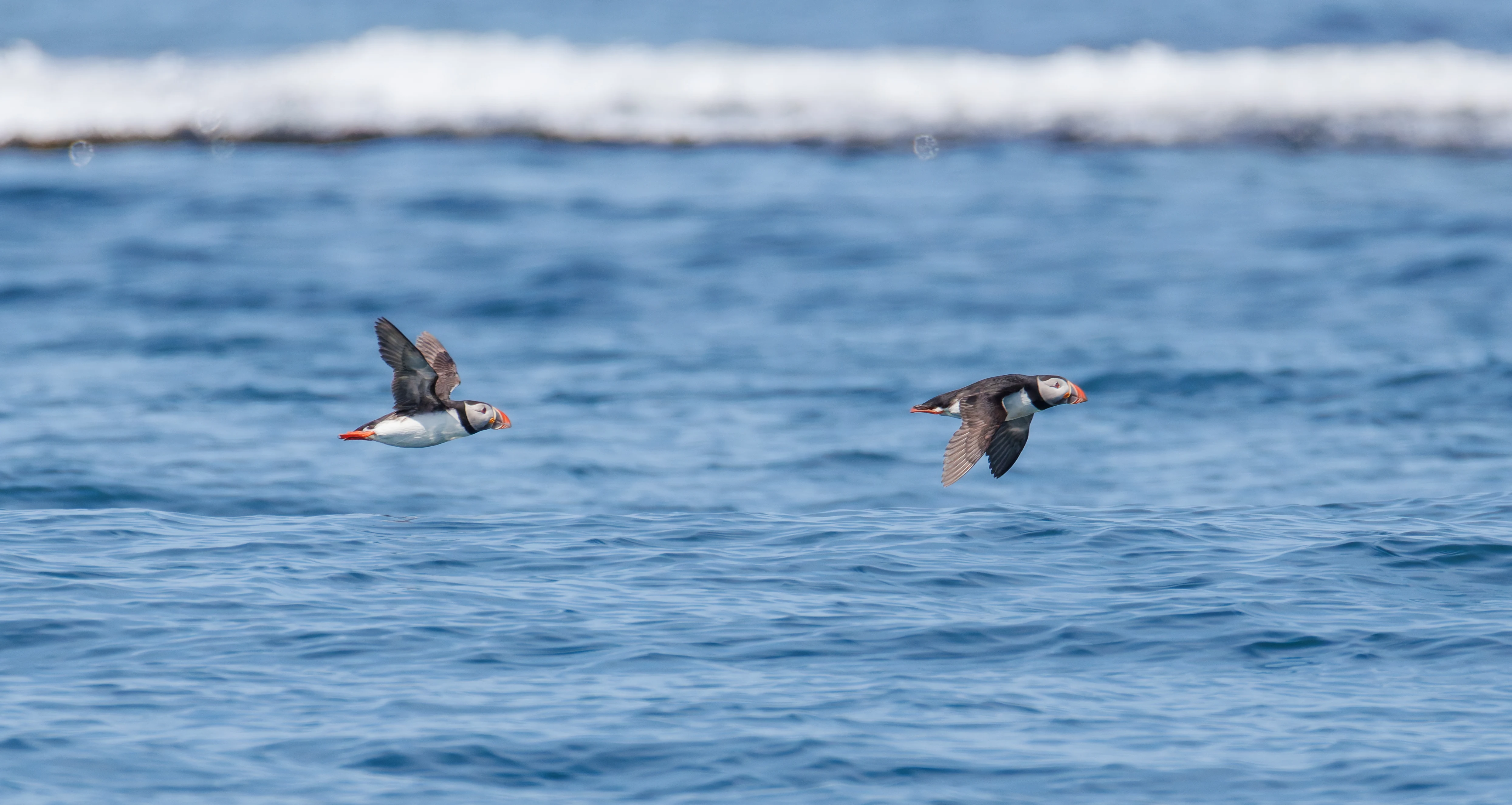 Puffins, Farne Islands, Seahouses, Northumberland, UK — photo by Orlando Prugel-Bennett