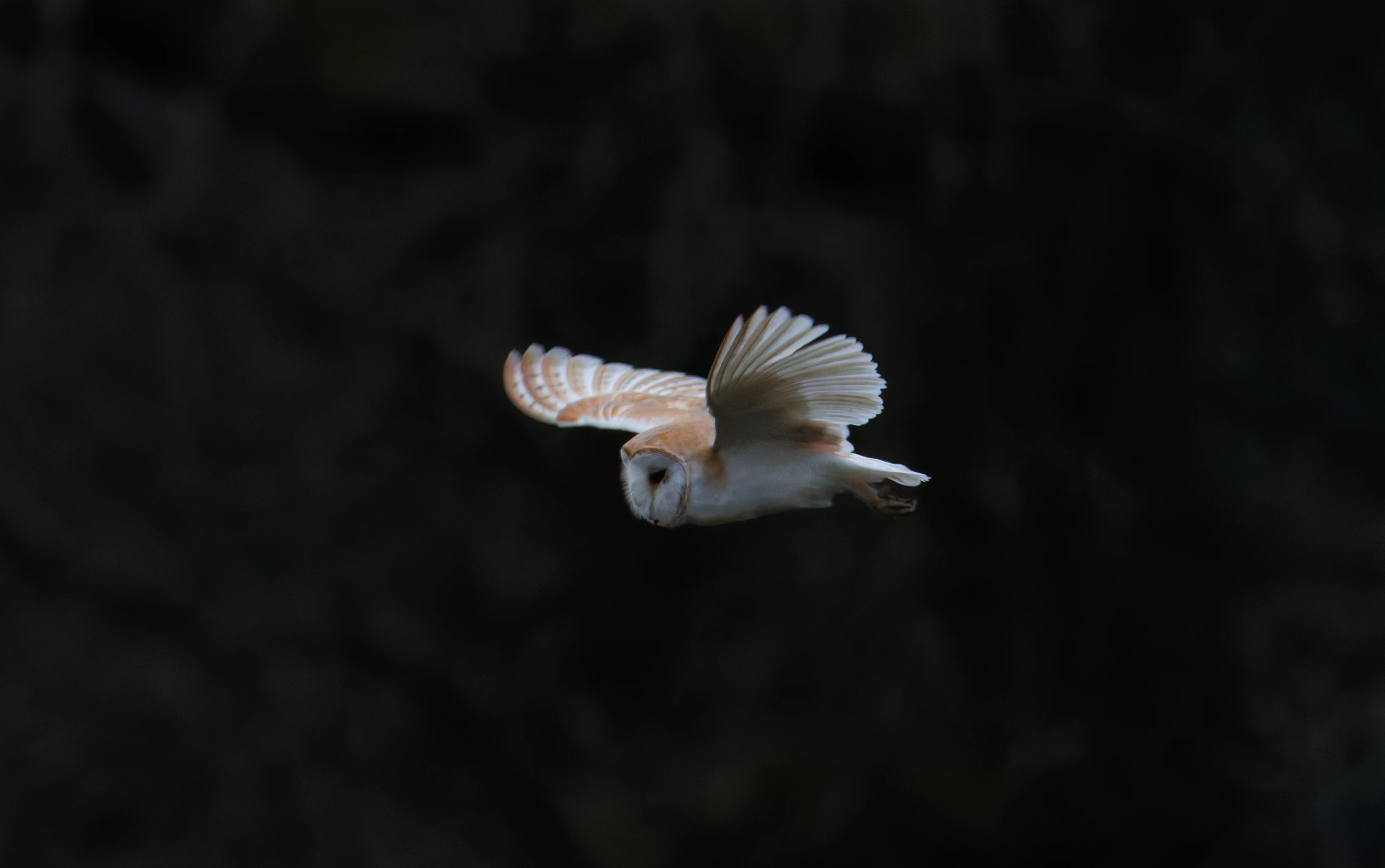 Barn Owl, Brockholes, Preston, UK — photo by Orlando Prugel-Bennett