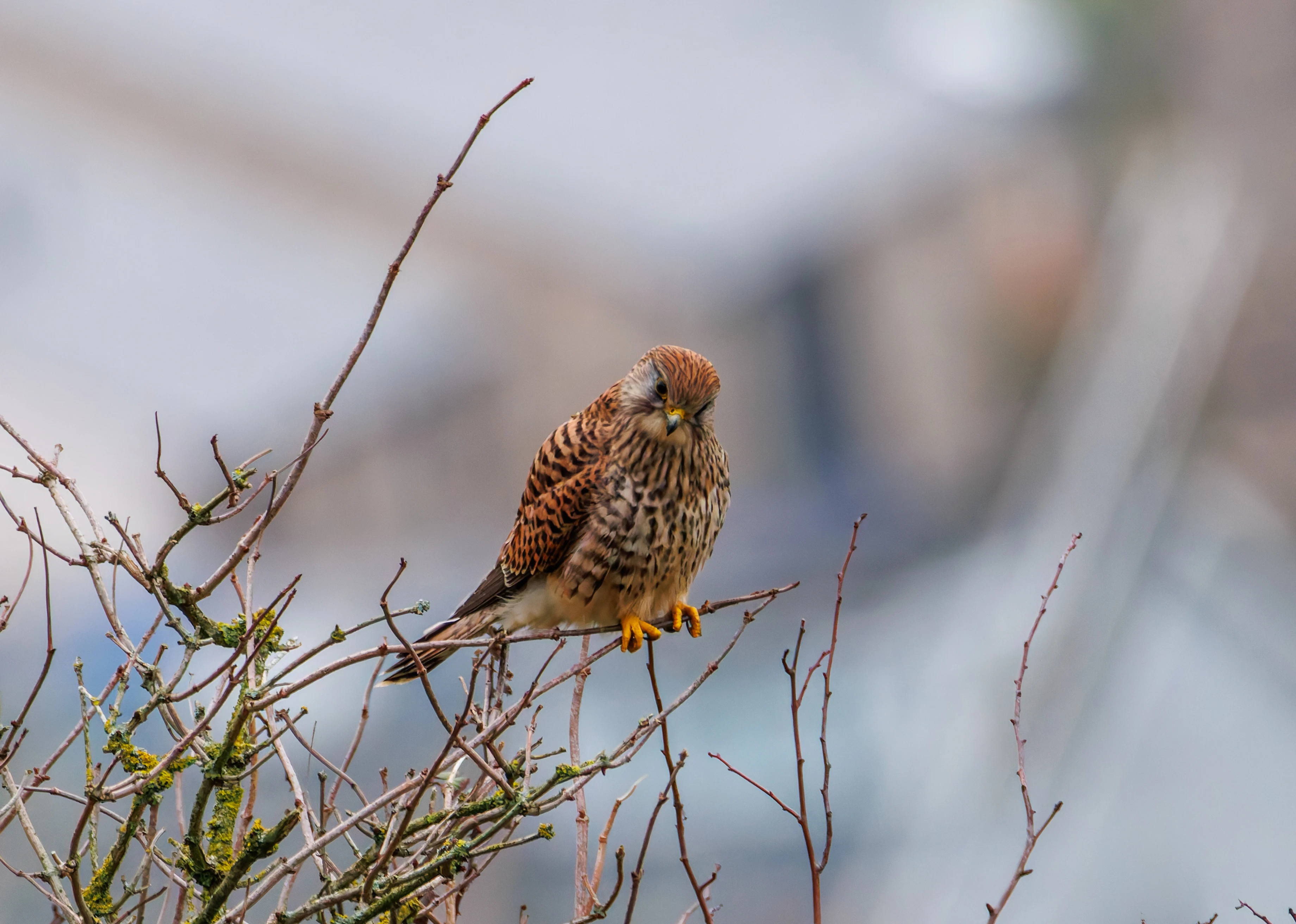 Kestrel, Leighton Moss, UK — photo by Orlando Prugel-Bennett
