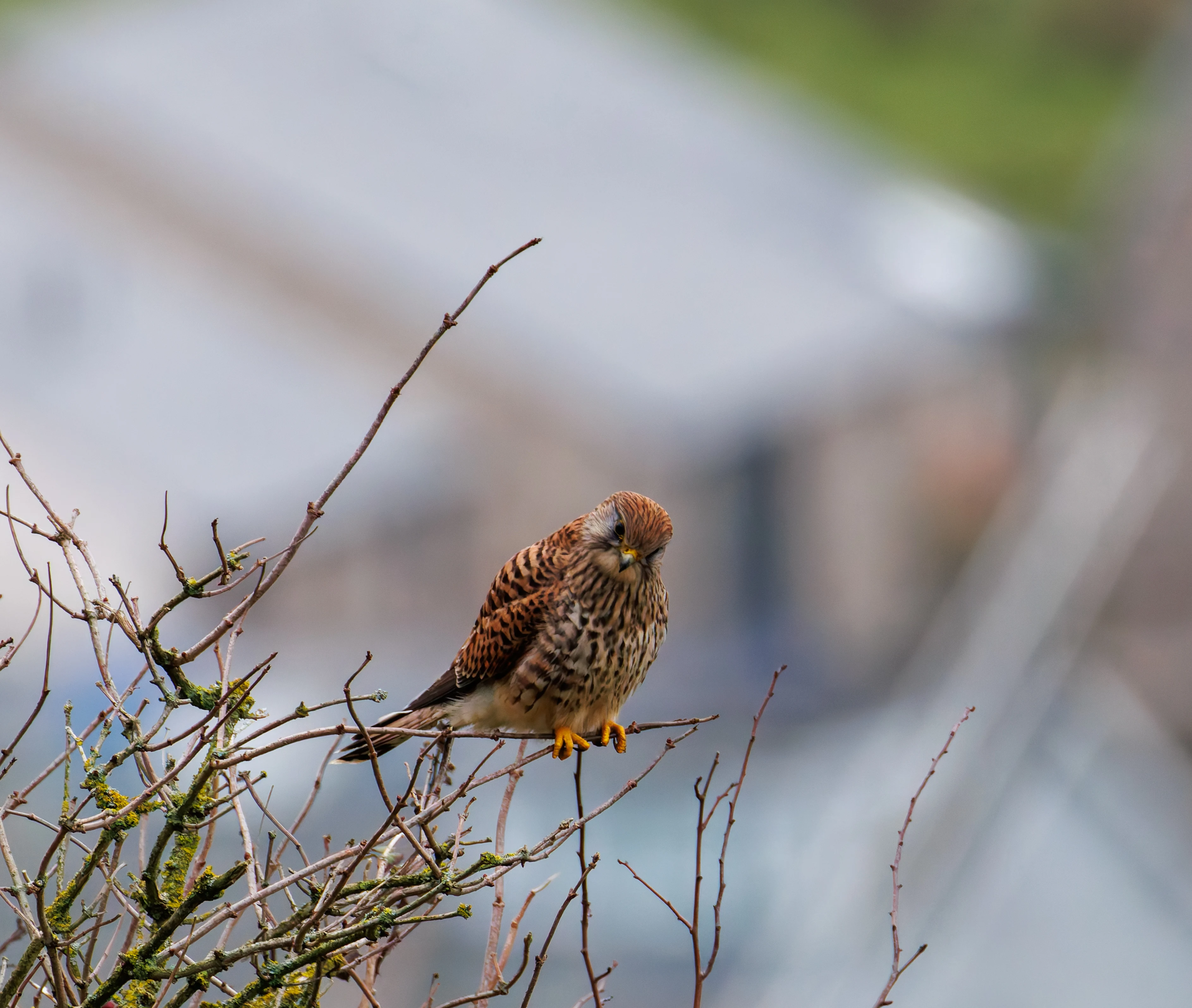 Kestrel, Leighton Moss, UK — photo by Orlando Prugel-Bennett