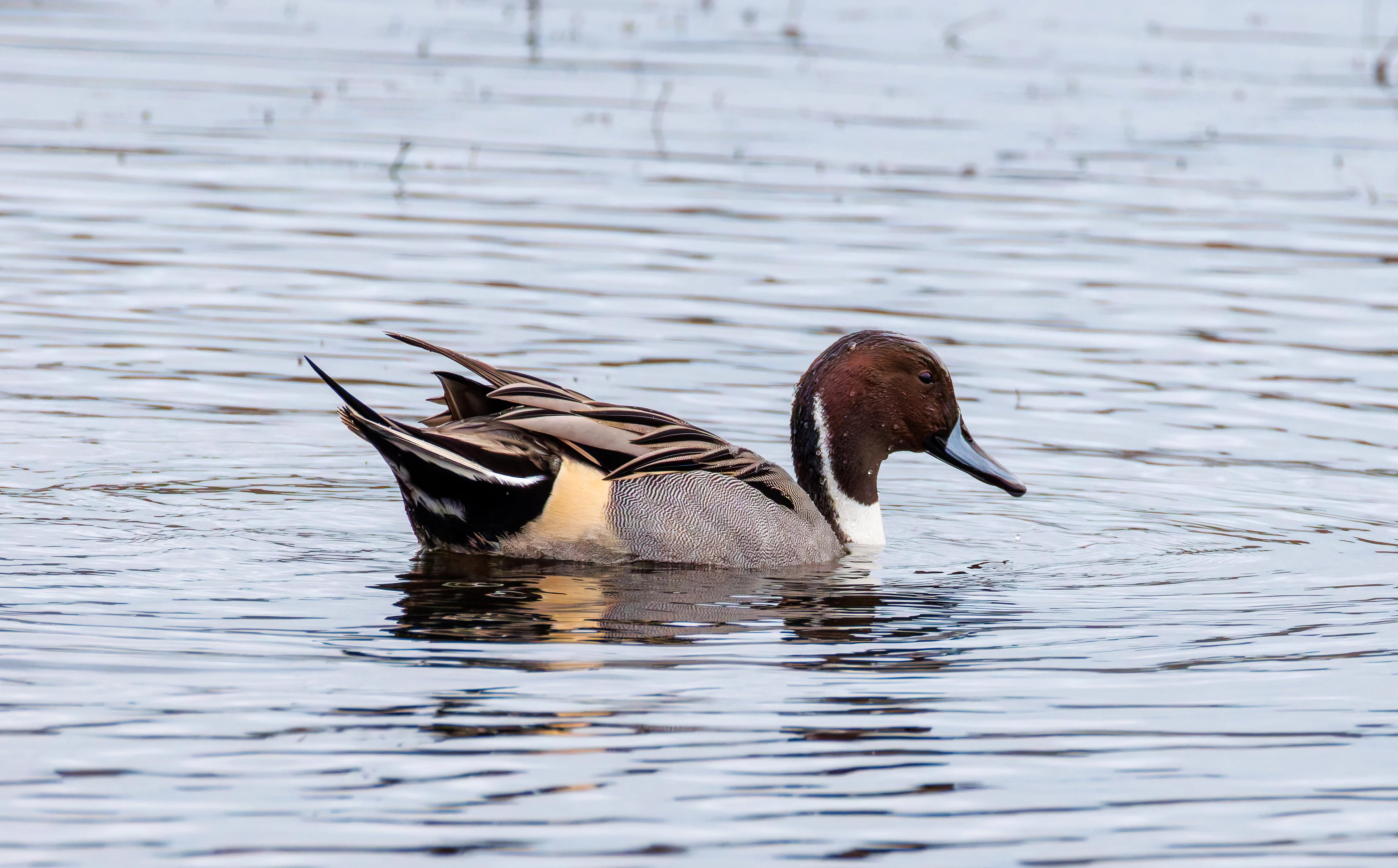 Pintail, Leighton Moss, UK — photo by Orlando Prugel-Bennett