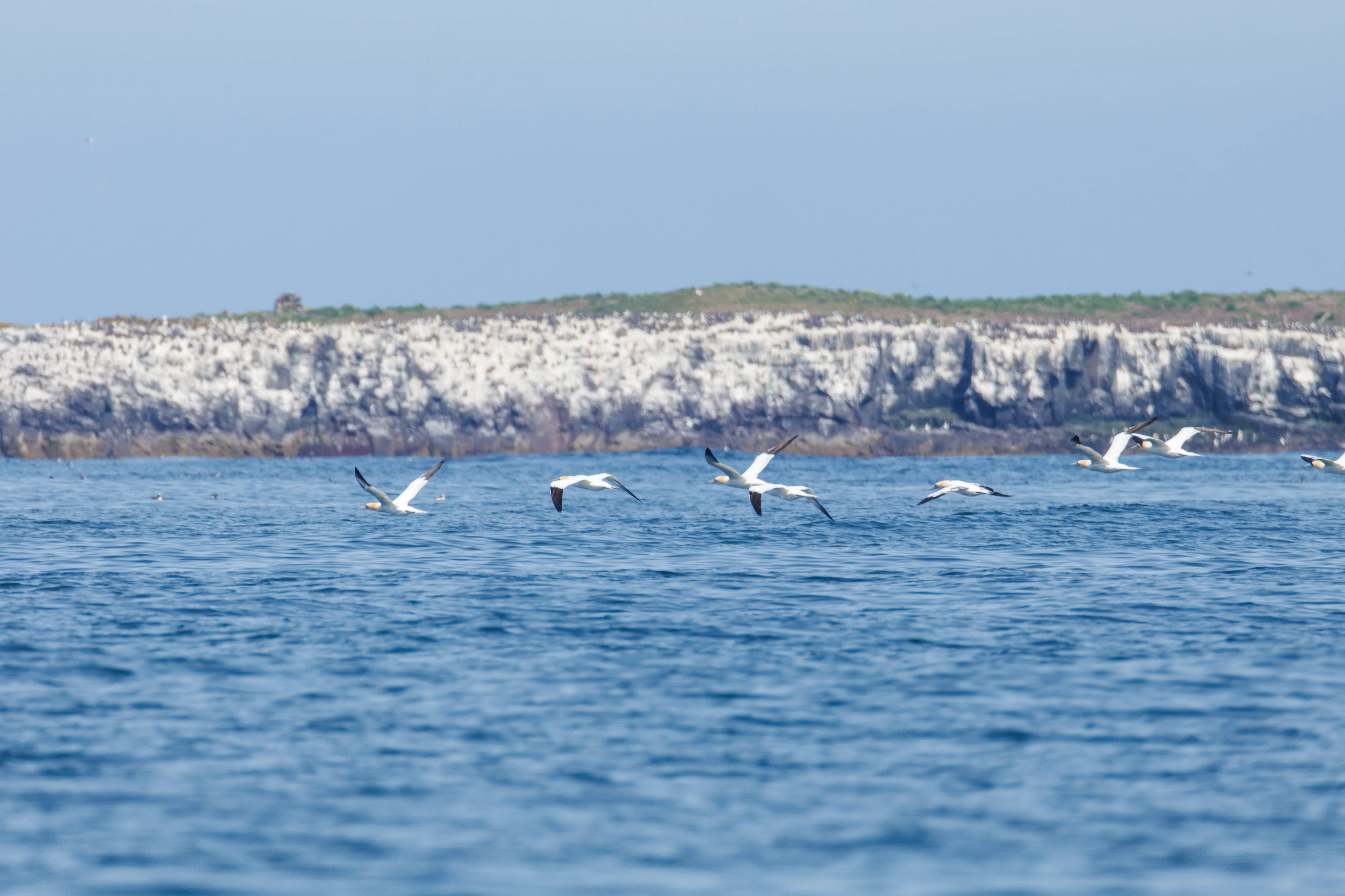 Gannets, Farne Islands, Seahouses, Northumberland, UK — photo by Orlando Prugel-Bennett