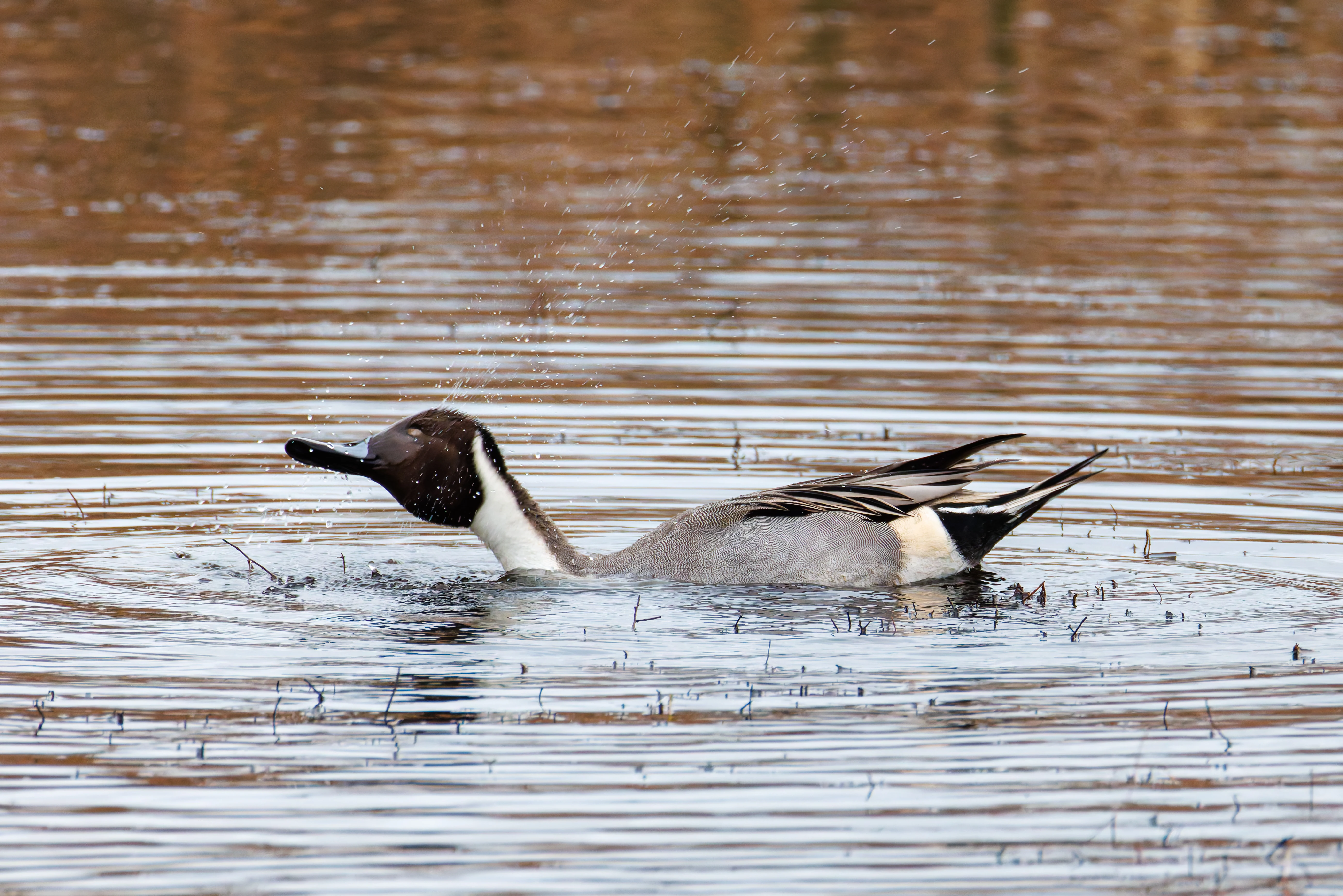 Pintail, Leighton Moss, UK — photo by Orlando Prugel-Bennett
