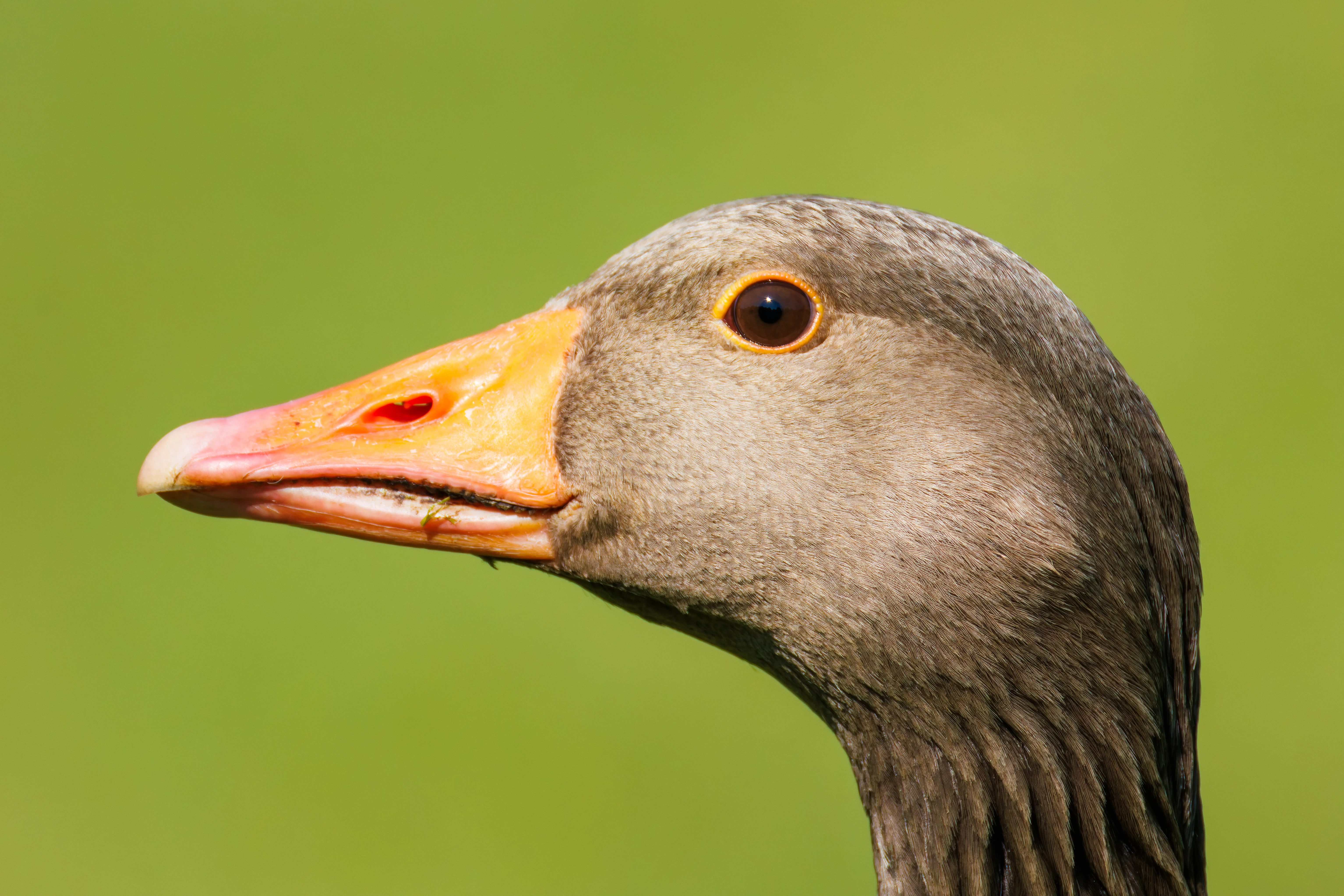 Greylag Goose, Lancaster University, Lancashire, UK — photo by Orlando Prugel-Bennett