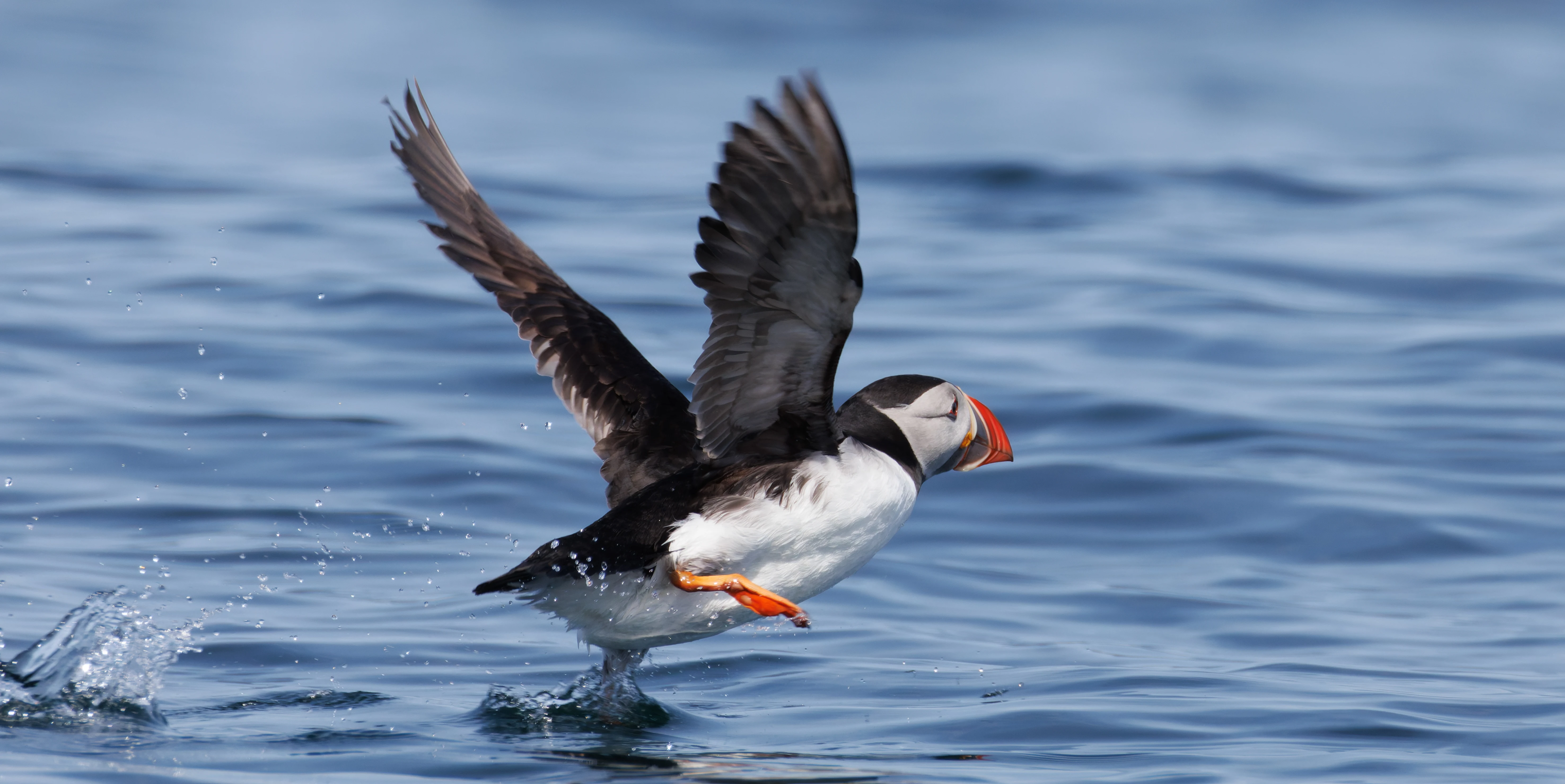 Puffin, Farne Islands, Seahouses, Northumberland, UK — photo by Orlando Prugel-Bennett