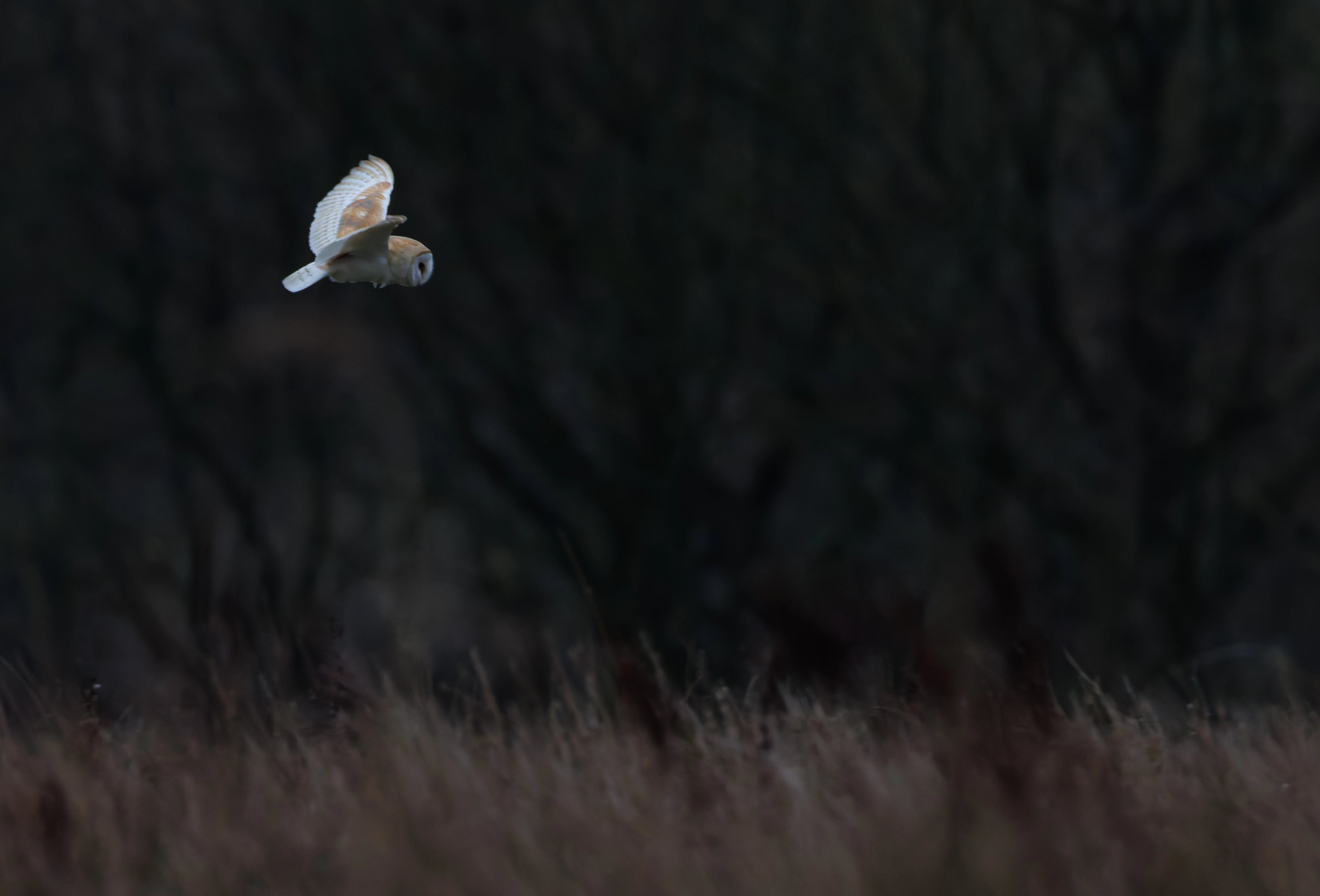Barn Owl, Brockholes, Preston, UK — photo by Orlando Prugel-Bennett