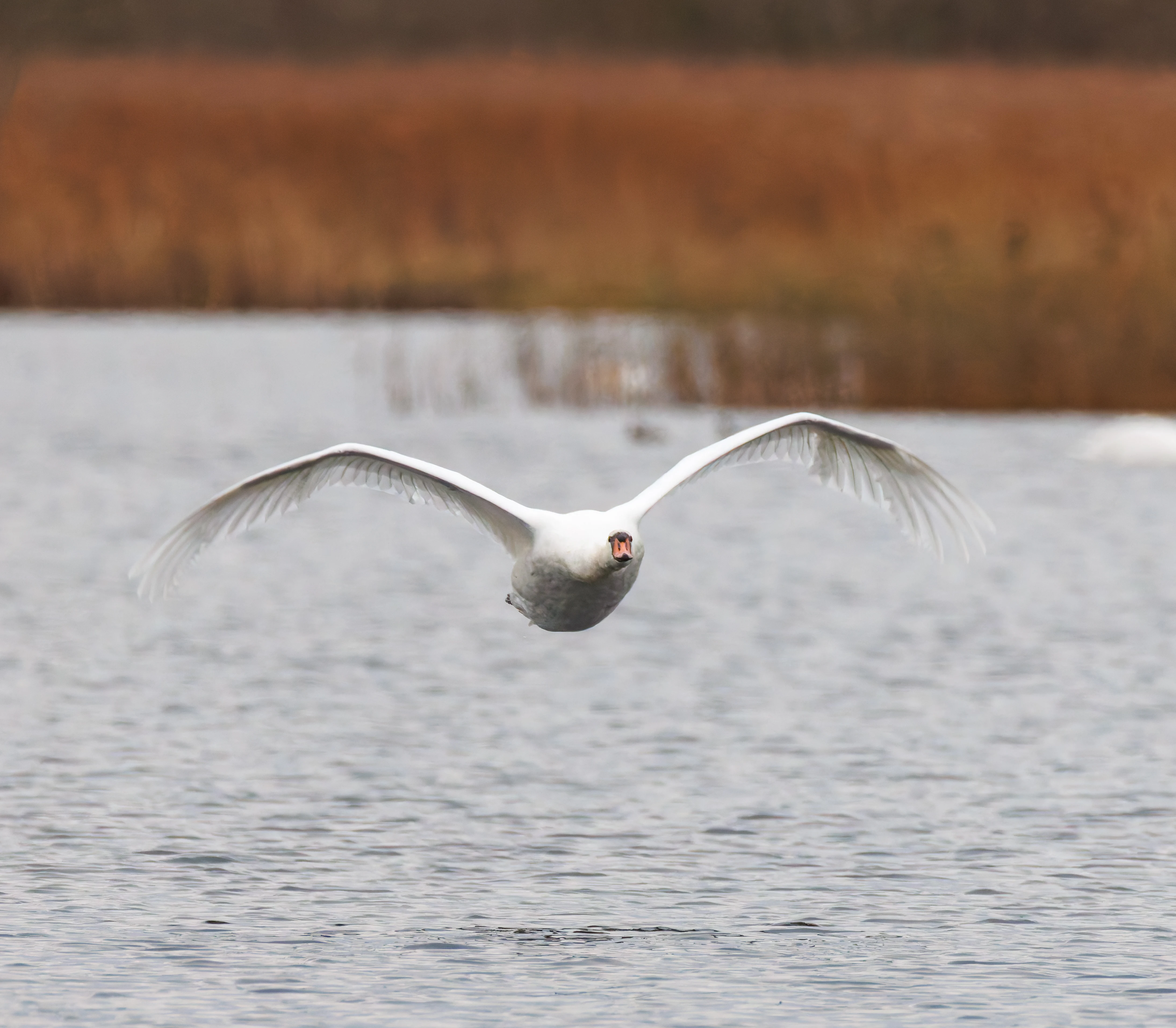 Mute Swan, Leighton Moss, UK — photo by Orlando Prugel-Bennett