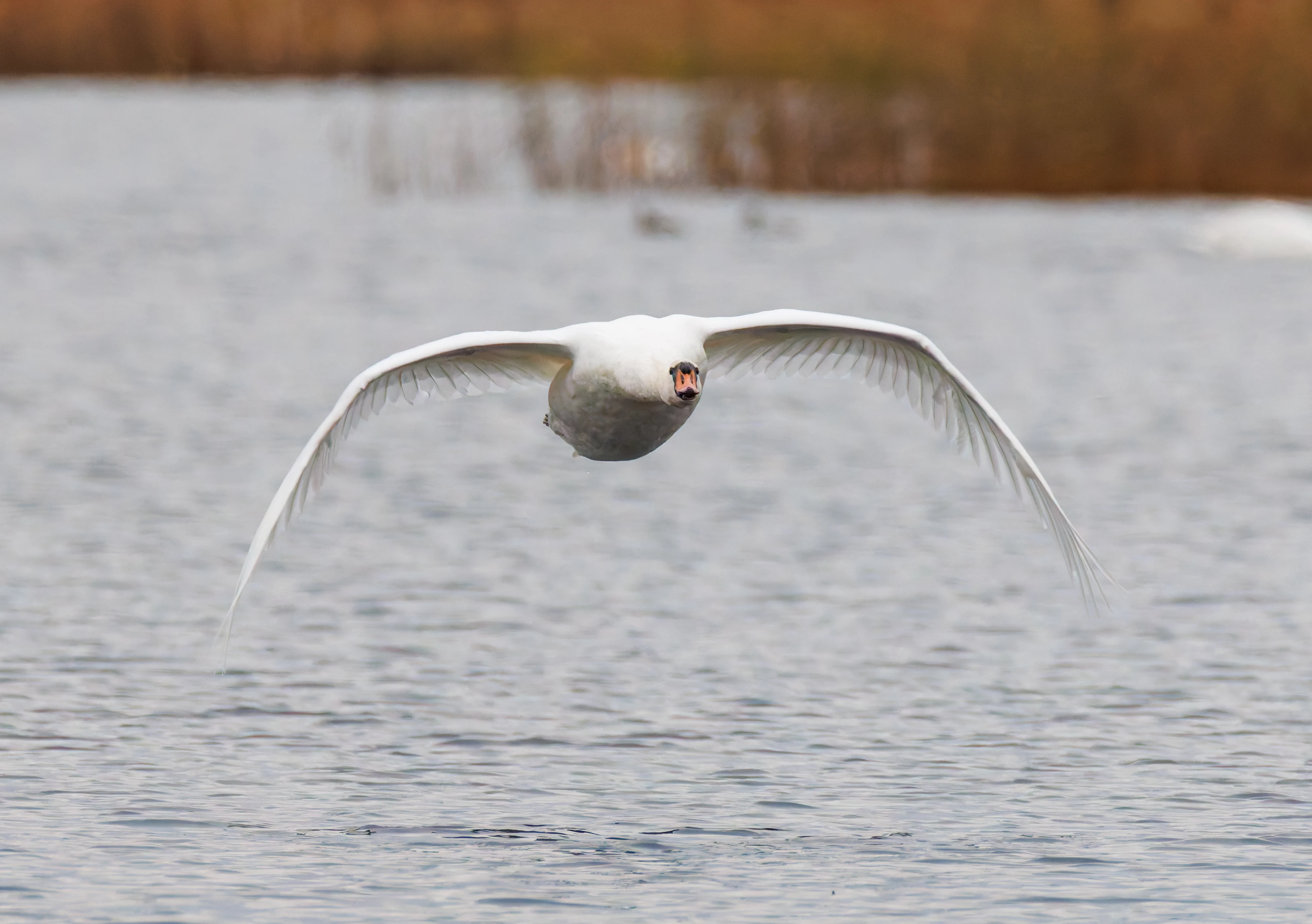 Mute Swan, Leighton Moss, UK — photo by Orlando Prugel-Bennett