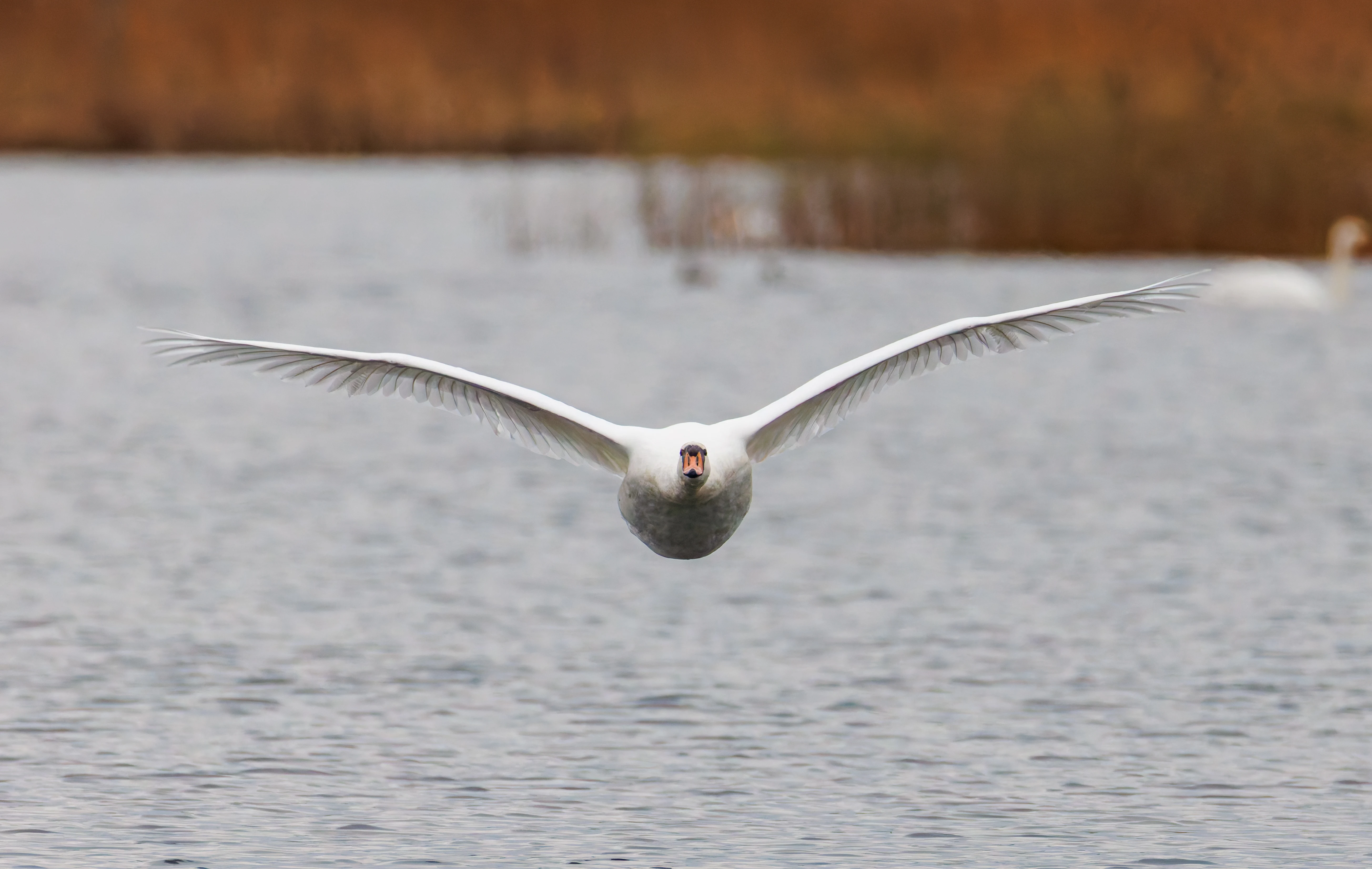 Mute Swan, Leighton Moss, UK — photo by Orlando Prugel-Bennett