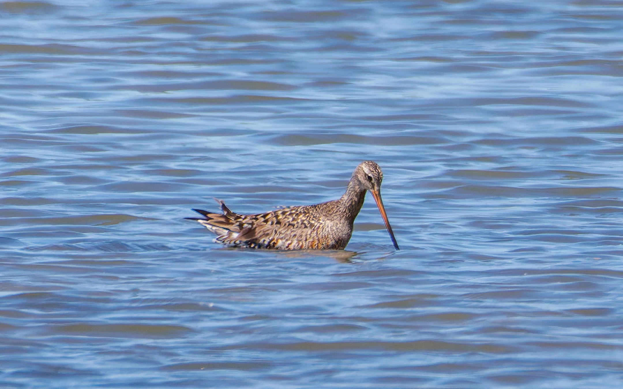 Hudsonian Godwit, Titchfield Haven, Farham, UK — photo by Orlando Prugel-Bennett