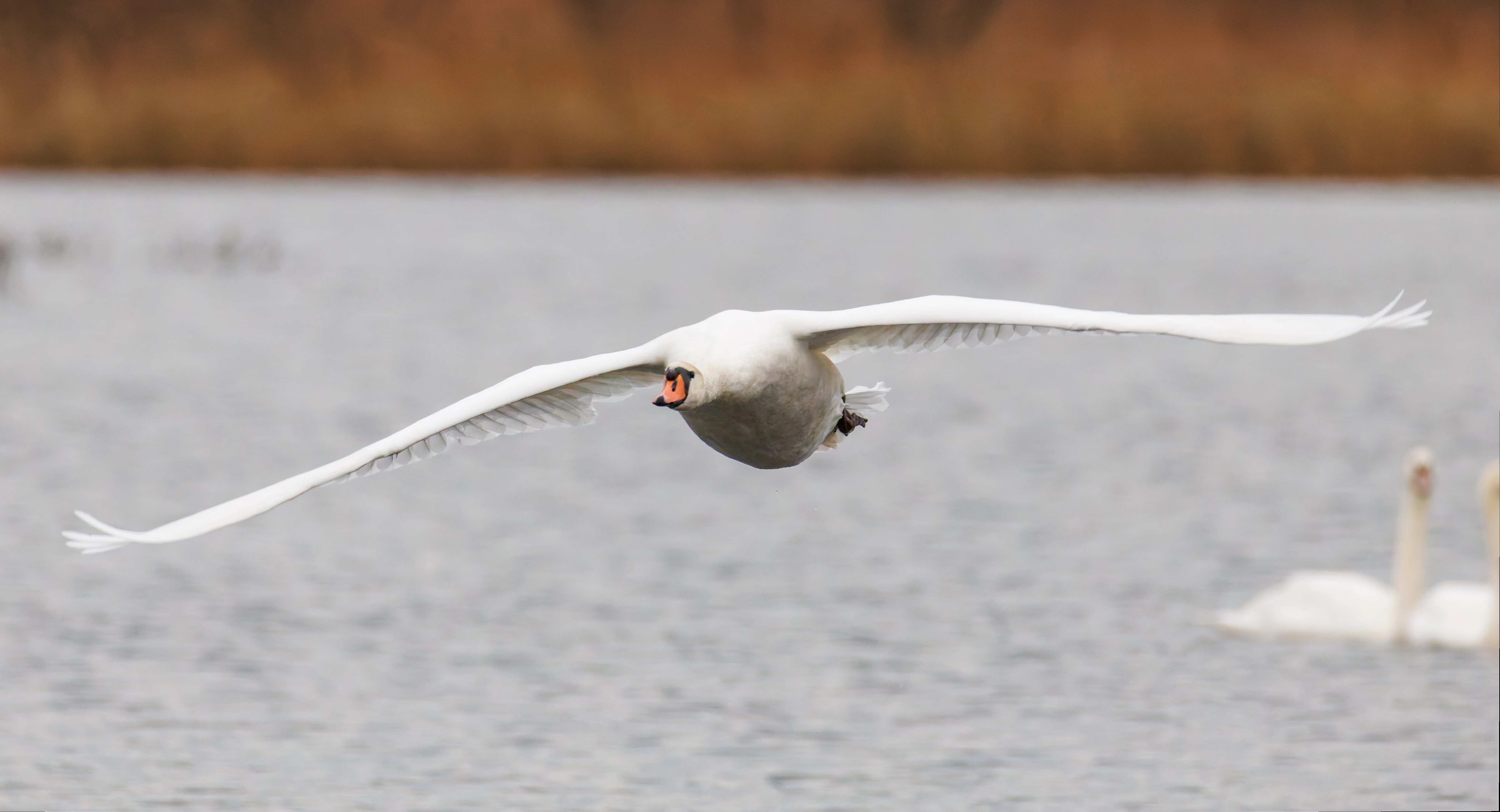 Mute Swan, Leighton Moss, UK — photo by Orlando Prugel-Bennett