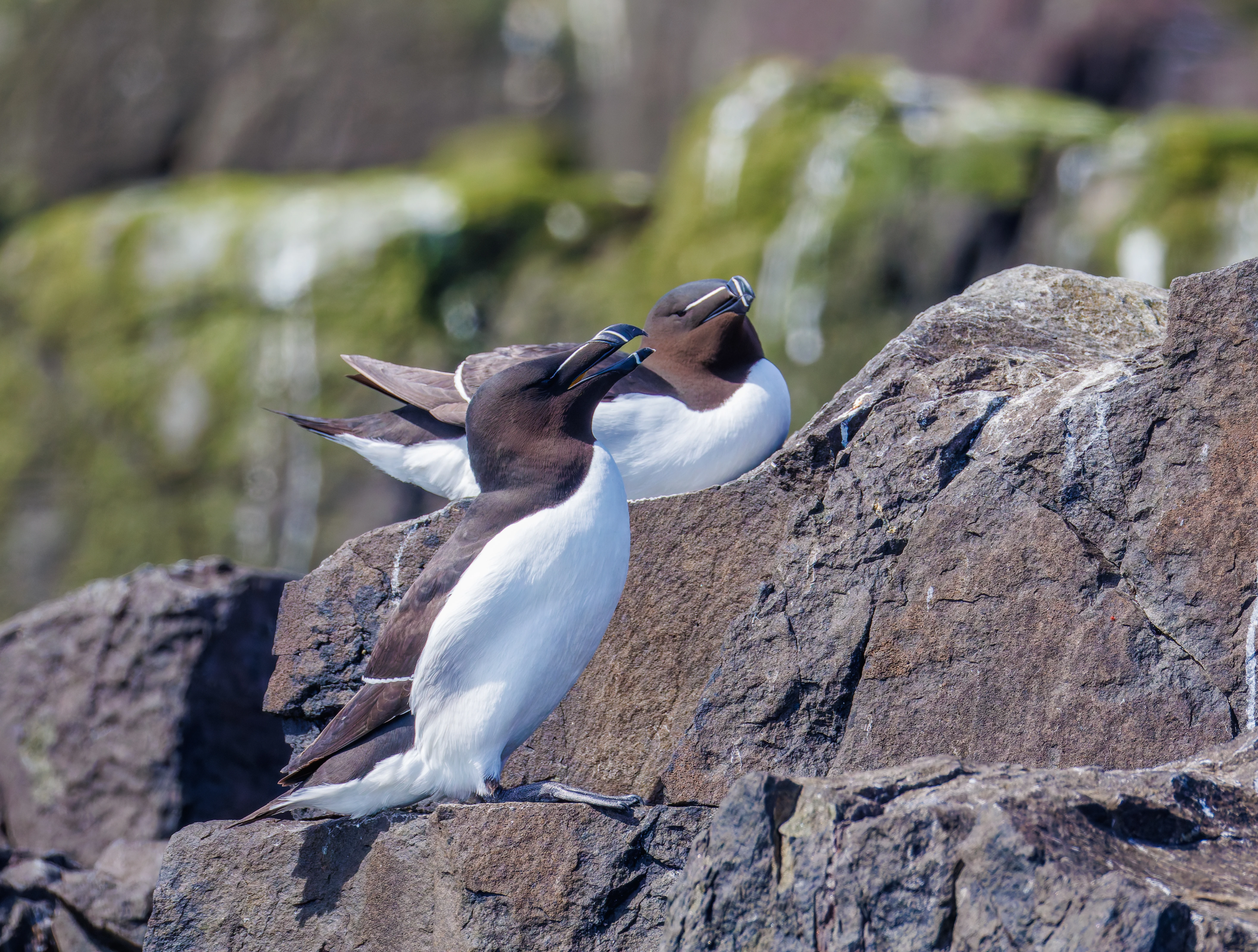 Razorbill, Farne Islands, Seahouses, Northumberland, UK — photo by Orlando Prugel-Bennett