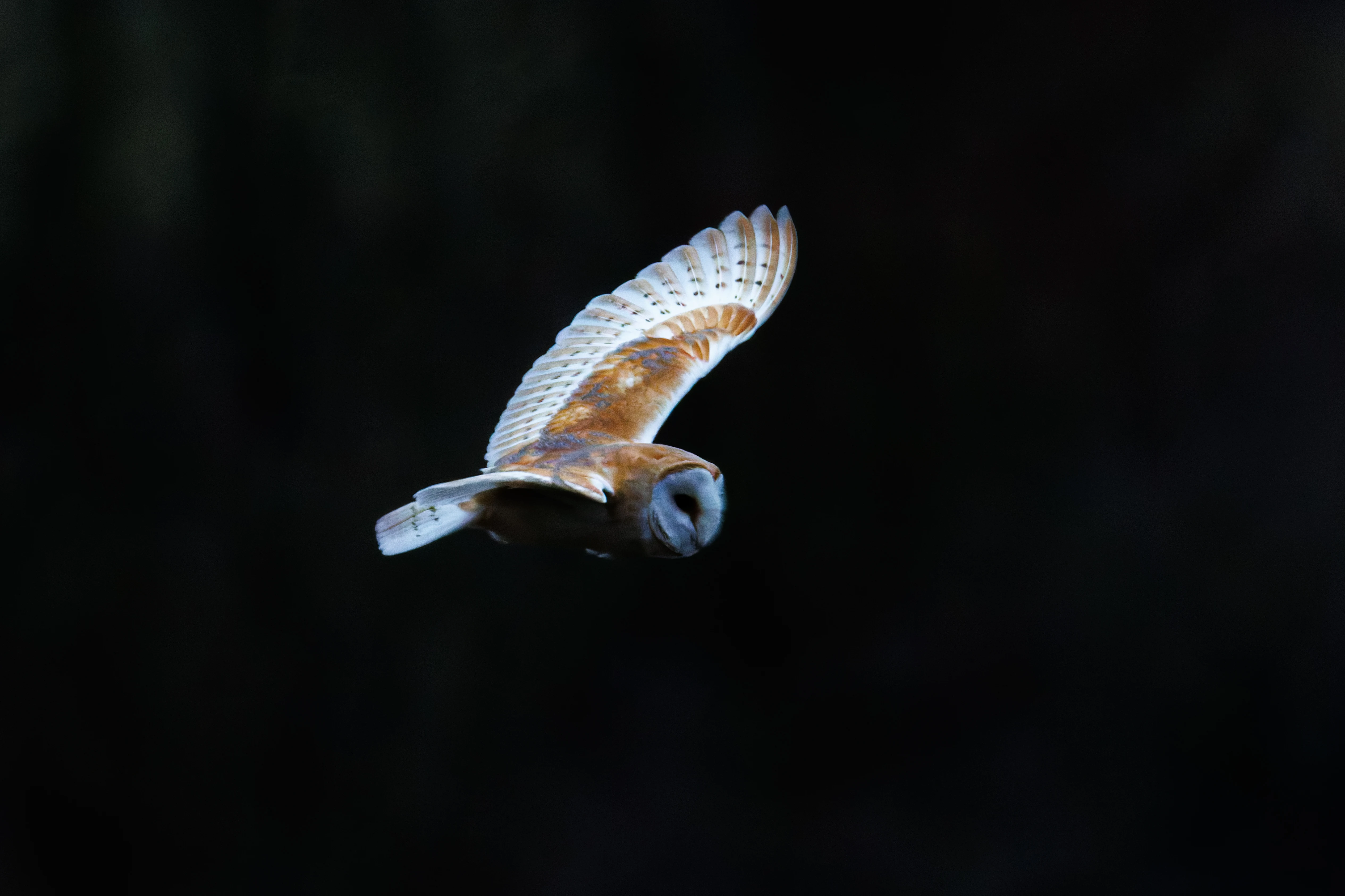 Barn Owl, Brockholes, Preston, UK — photo by Orlando Prugel-Bennett