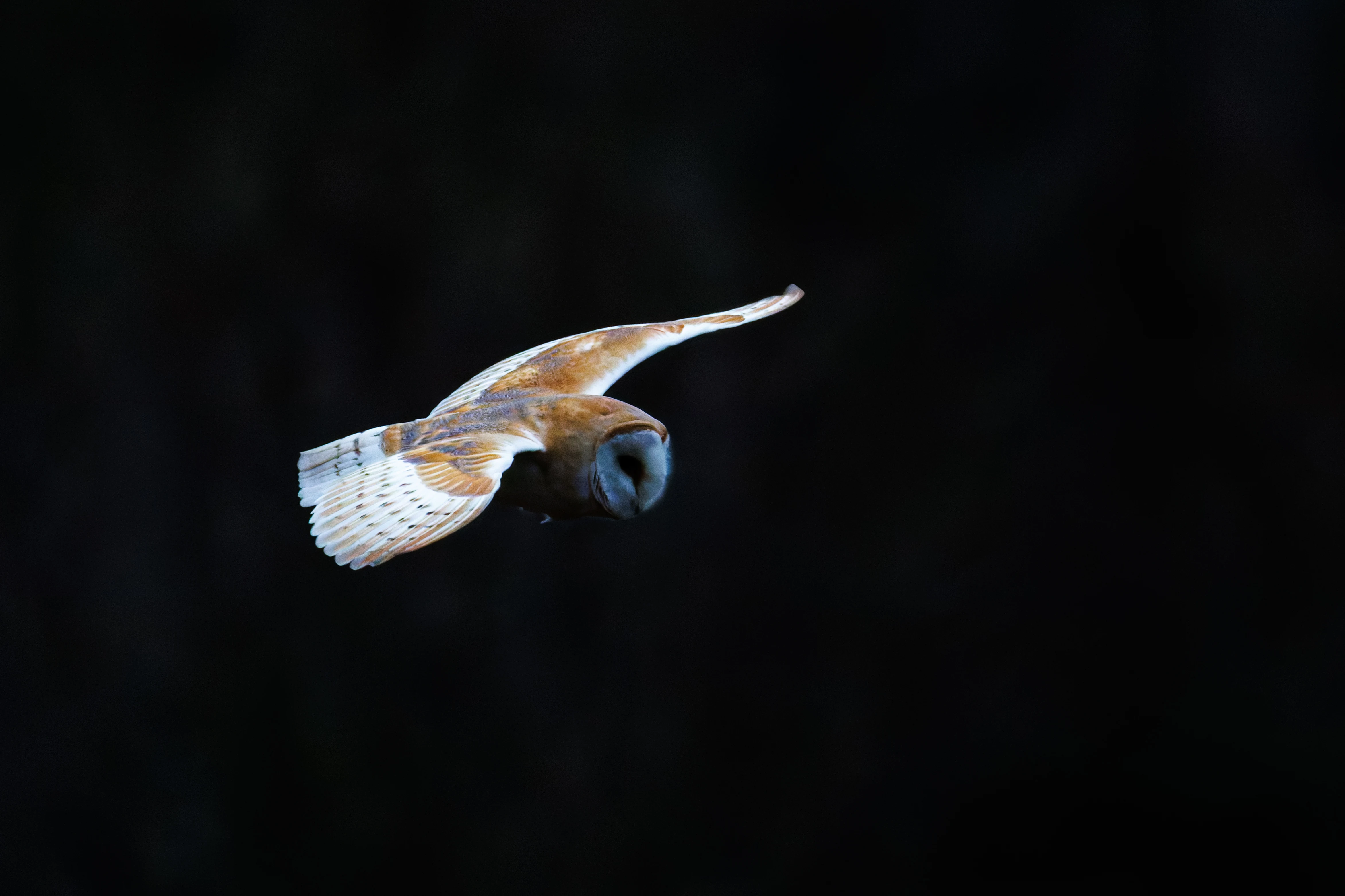 Barn Owl, Brockholes, Preston, UK — photo by Orlando Prugel-Bennett