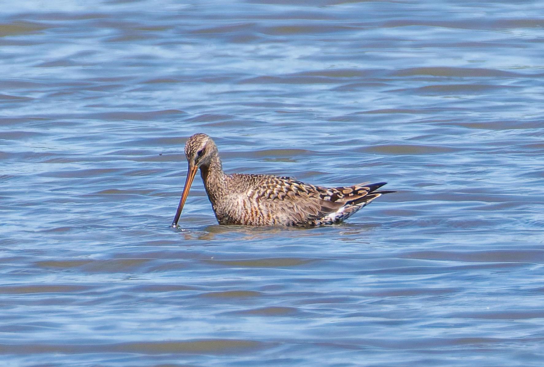 Hudsonian Godwit, Titchfield Haven, Farham, UK — photo by Orlando Prugel-Bennett