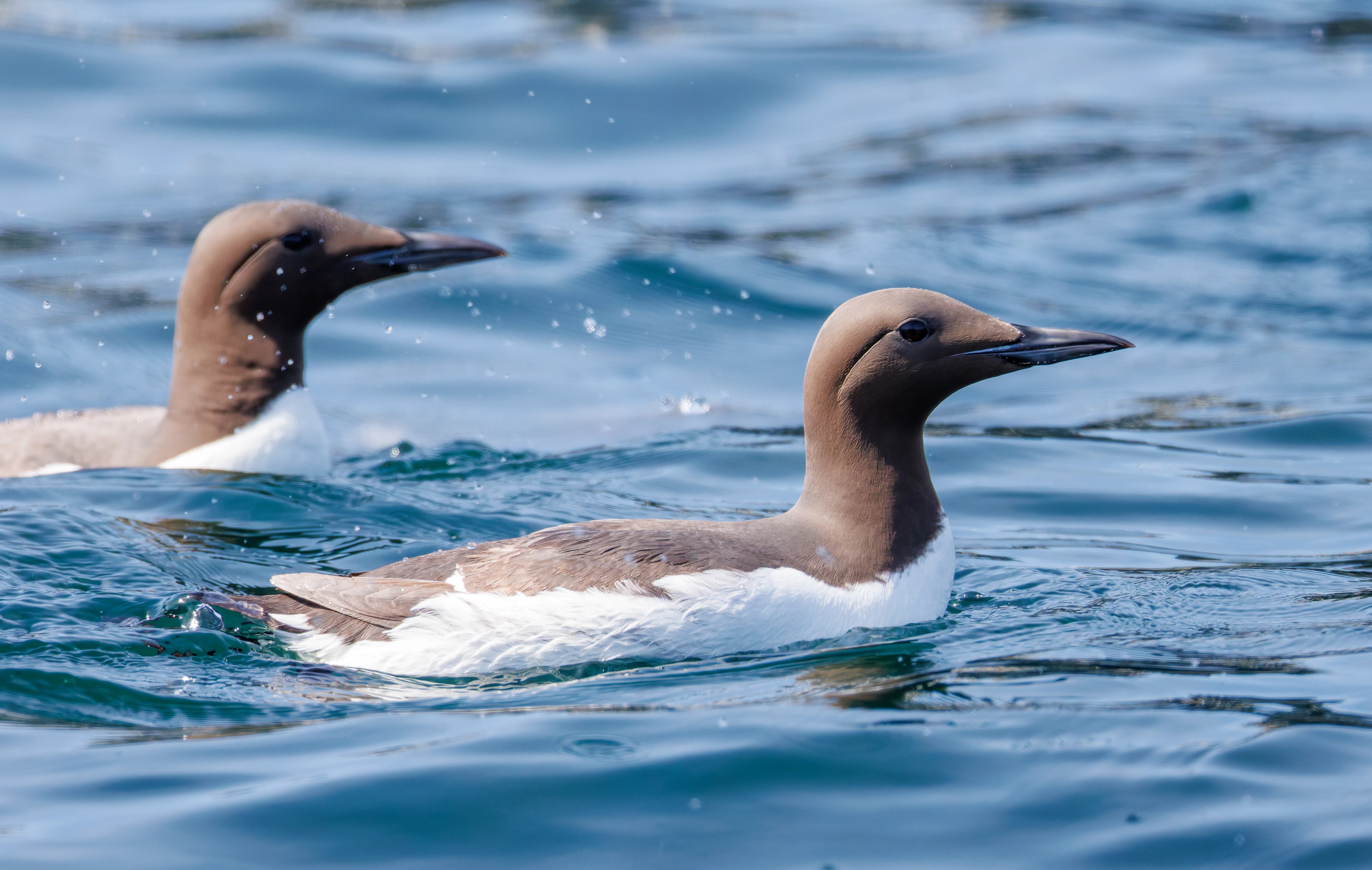 Guillemots, Farne Islands, Seahouses, Northumberland, UK — photo by Orlando Prugel-Bennett