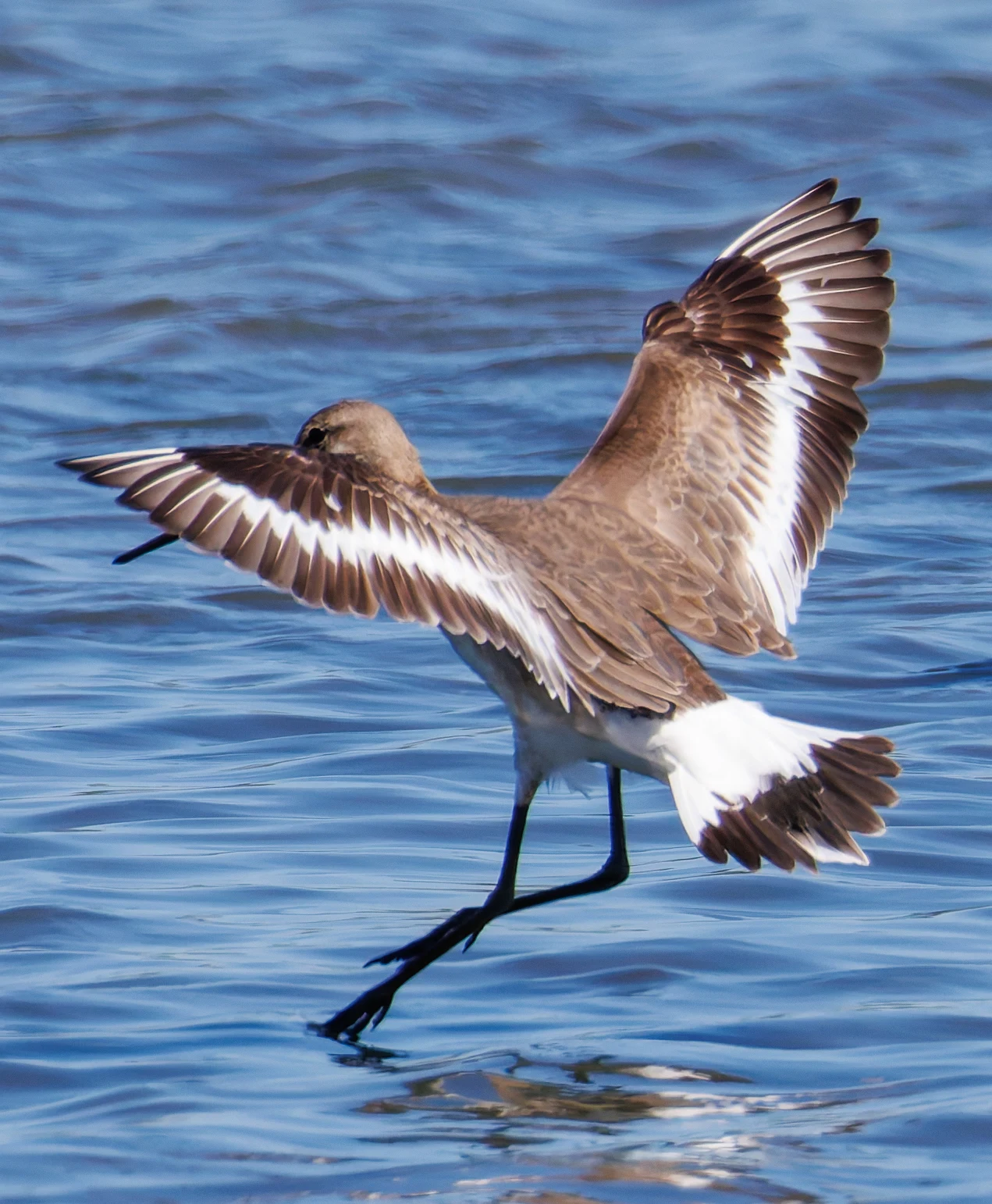 Black-tailed godwit, Titchfield Haven, Farham, UK — photo by Orlando Prugel-Bennett