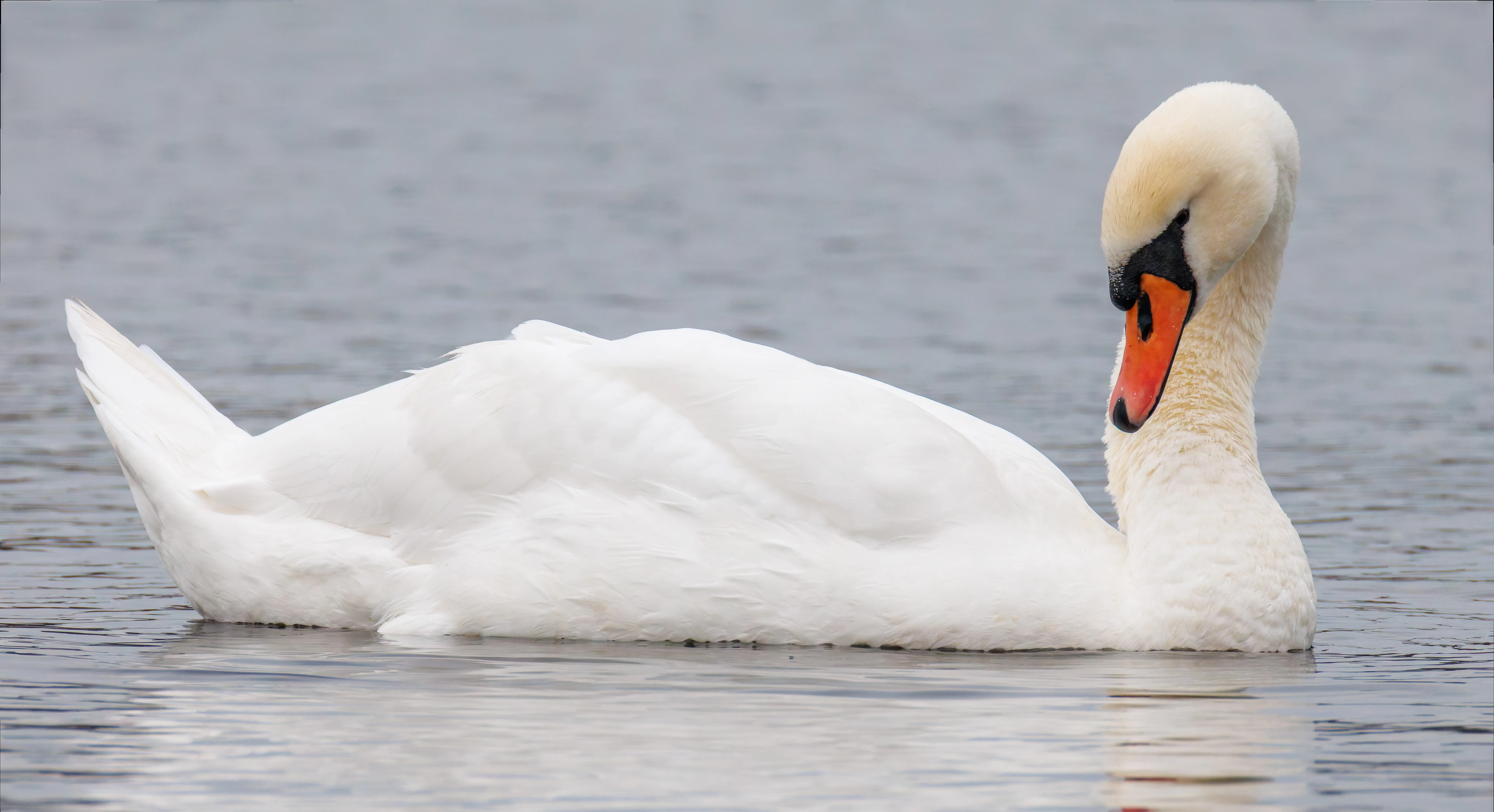 Mute Swan, Leighton Moss, UK — photo by Orlando Prugel-Bennett
