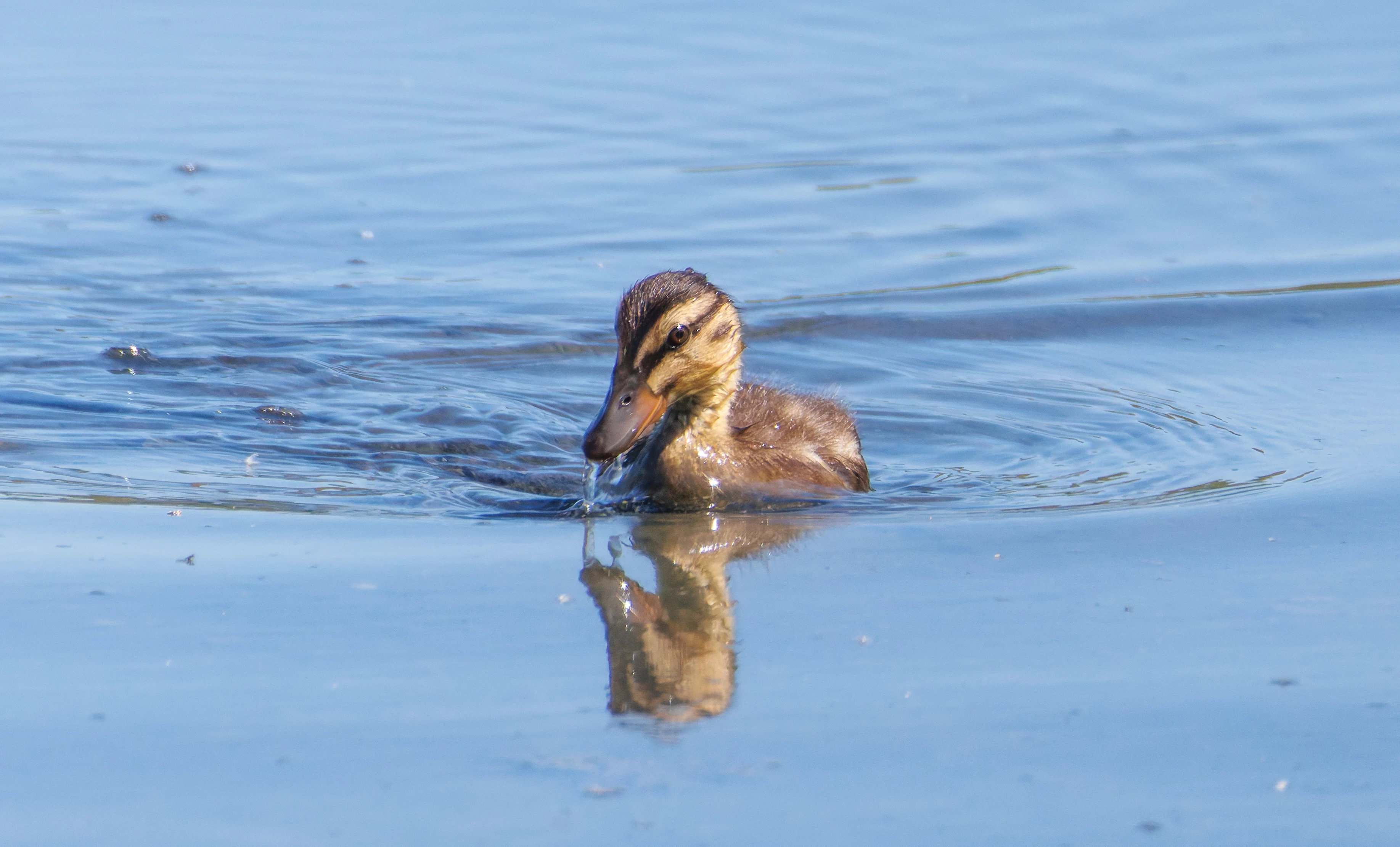 Mallard Chick, Titchfield Haven, Farham, UK — photo by Orlando Prugel-Bennett