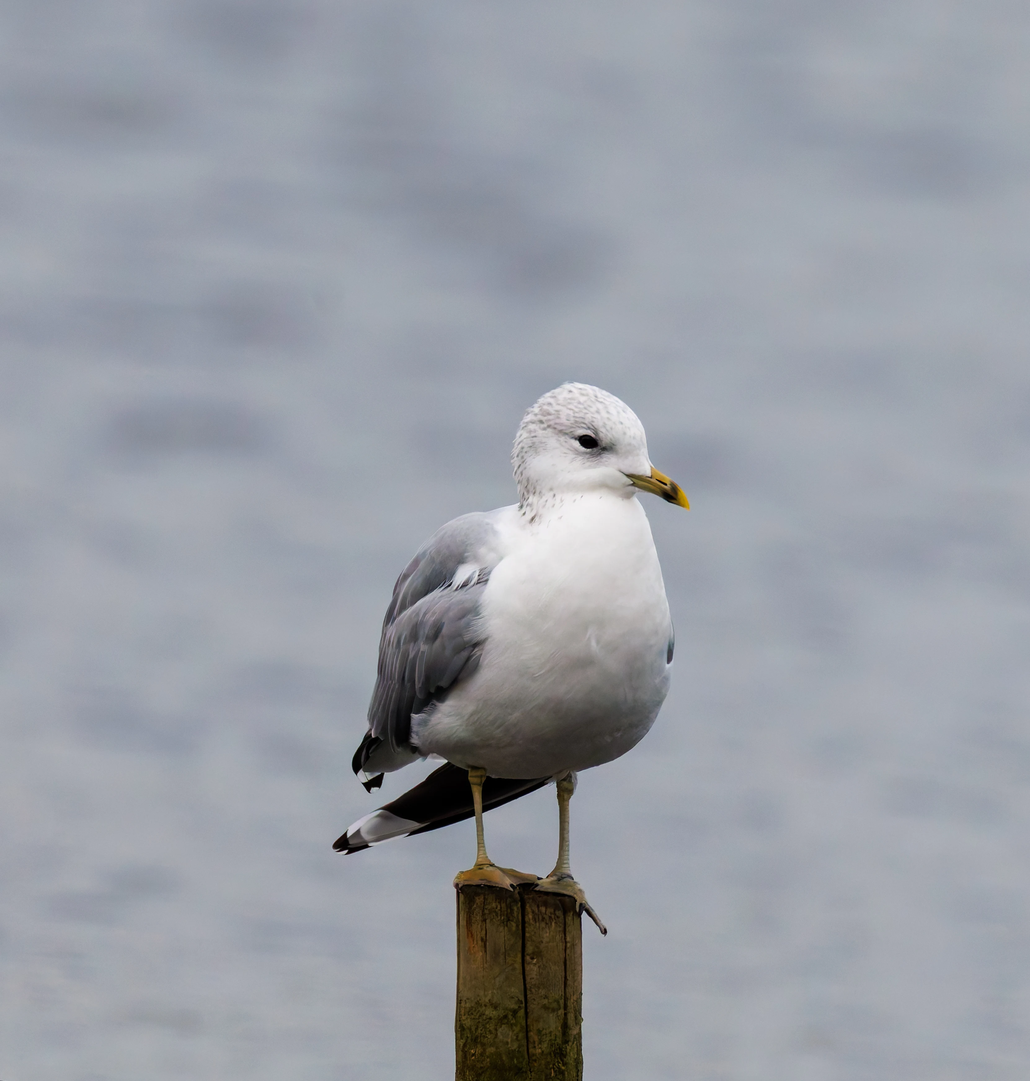 Gull, Leighton Moss, UK — photo by Orlando Prugel-Bennett