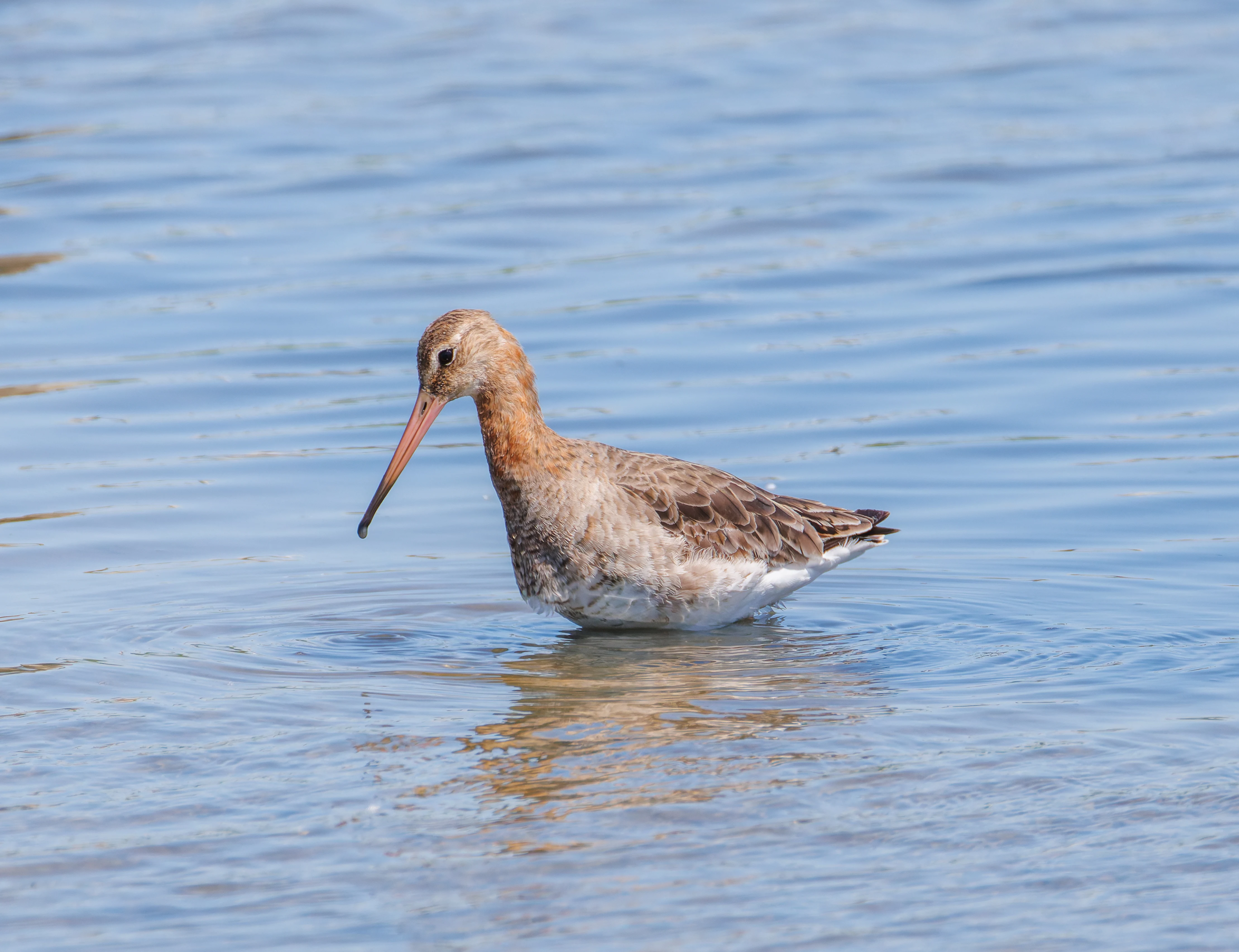 Black-tailed godwit, Titchfield Haven, Farham, UK — photo by Orlando Prugel-Bennett