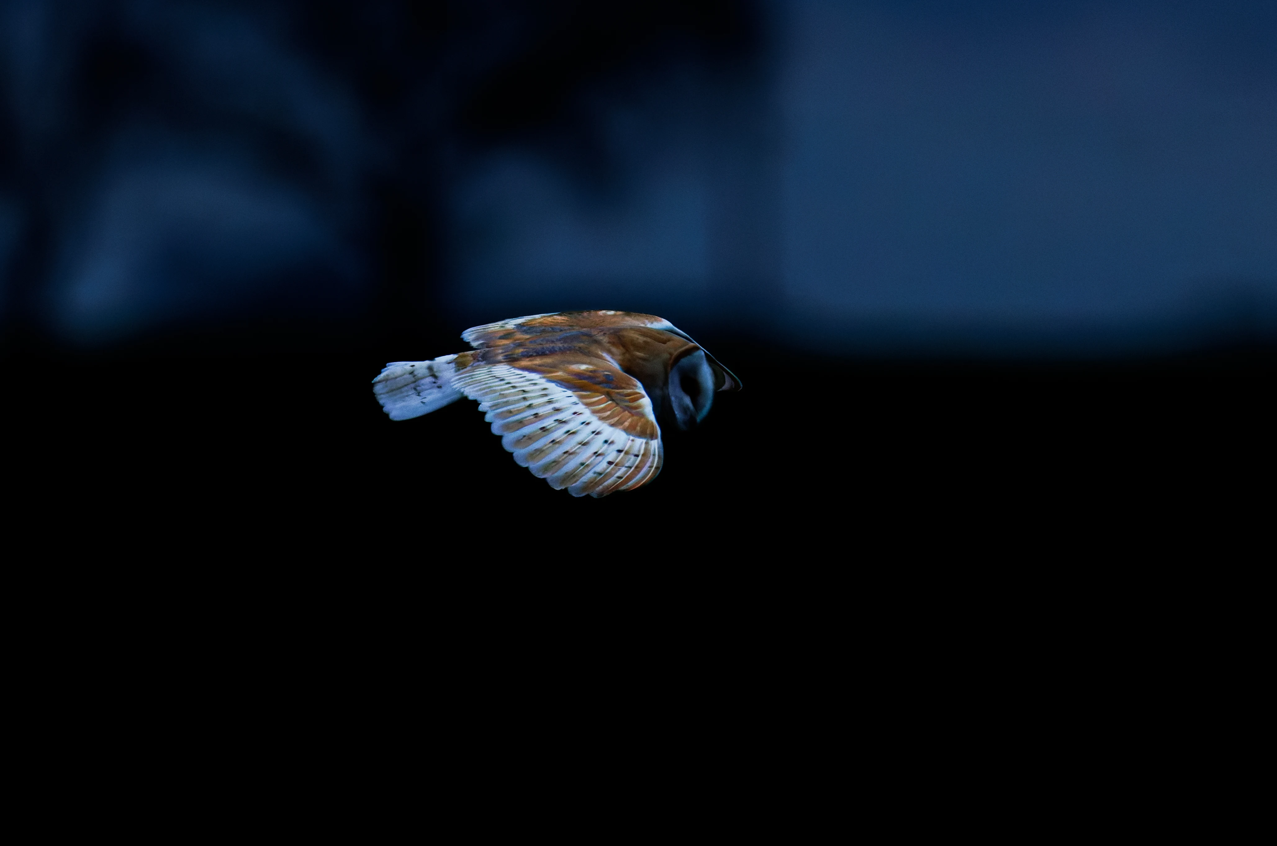 Barn Owl, Brockholes, Preston, UK — photo by Orlando Prugel-Bennett