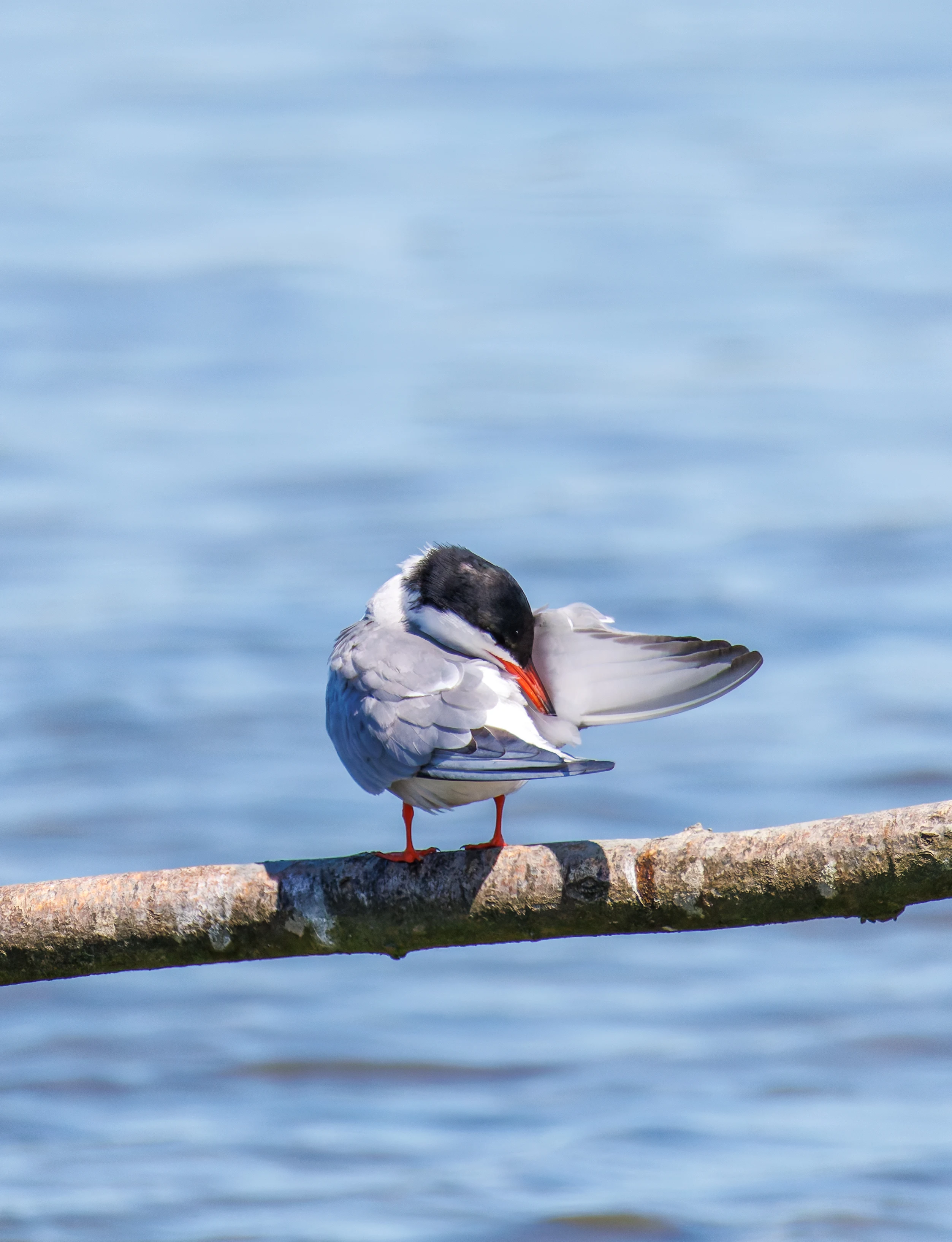 Common Tern, Titchfield Haven, Farham, UK — photo by Orlando Prugel-Bennett