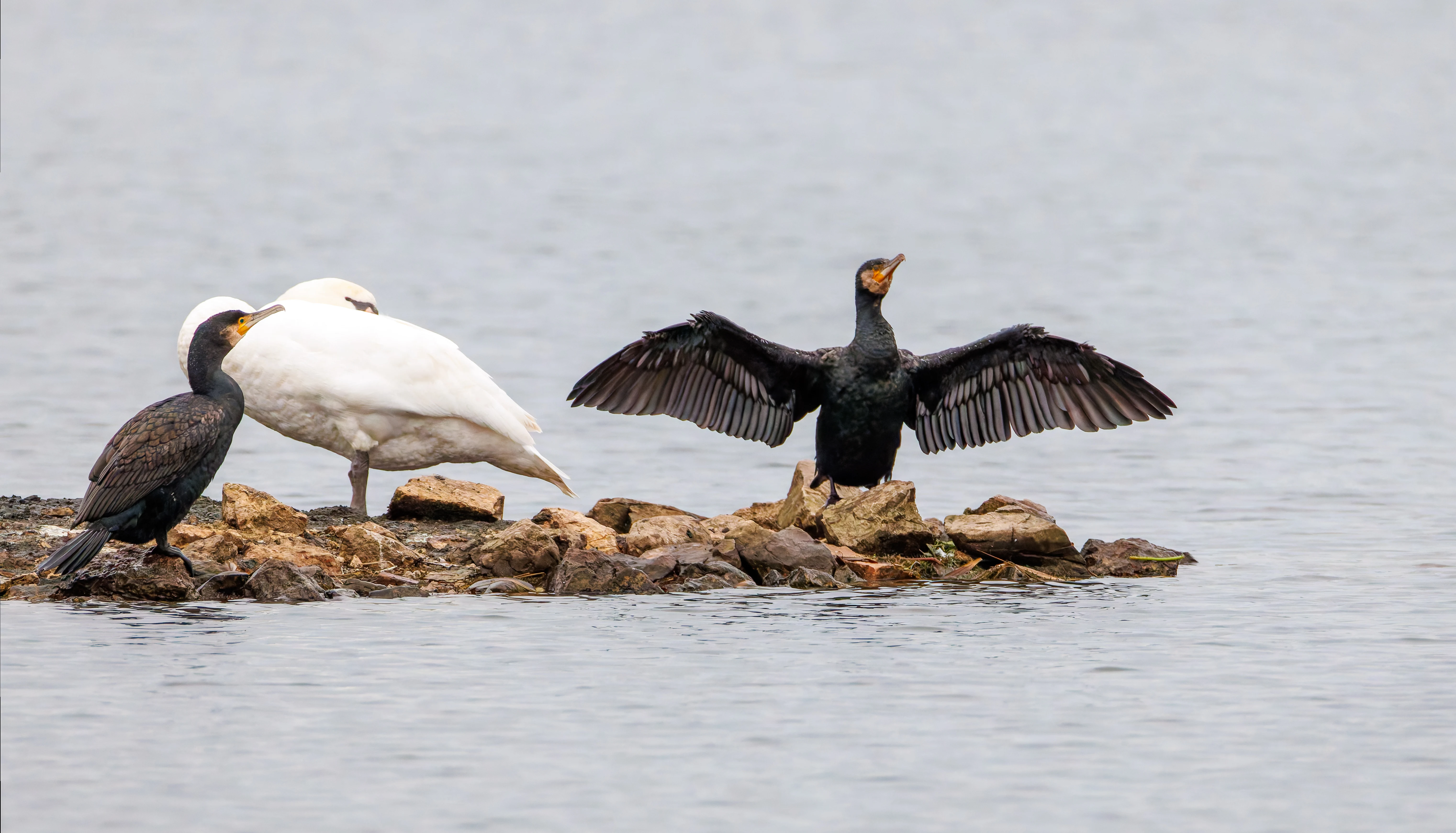 Swan and Cormorants, Leighton Moss, UK — photo by Orlando Prugel-Bennett