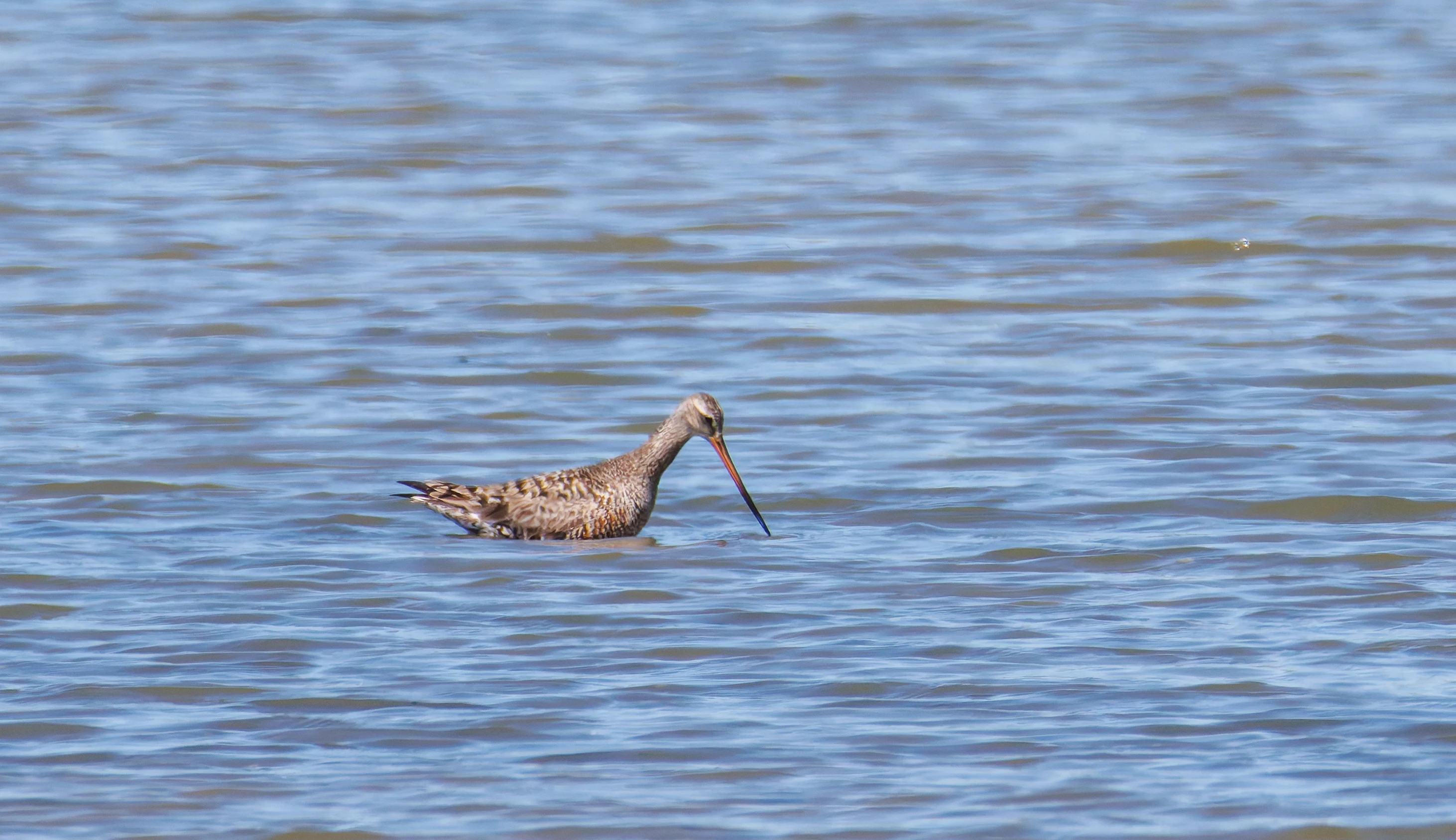 Hudsonian Godwit, Titchfield Haven, Farham, UK — photo by Orlando Prugel-Bennett