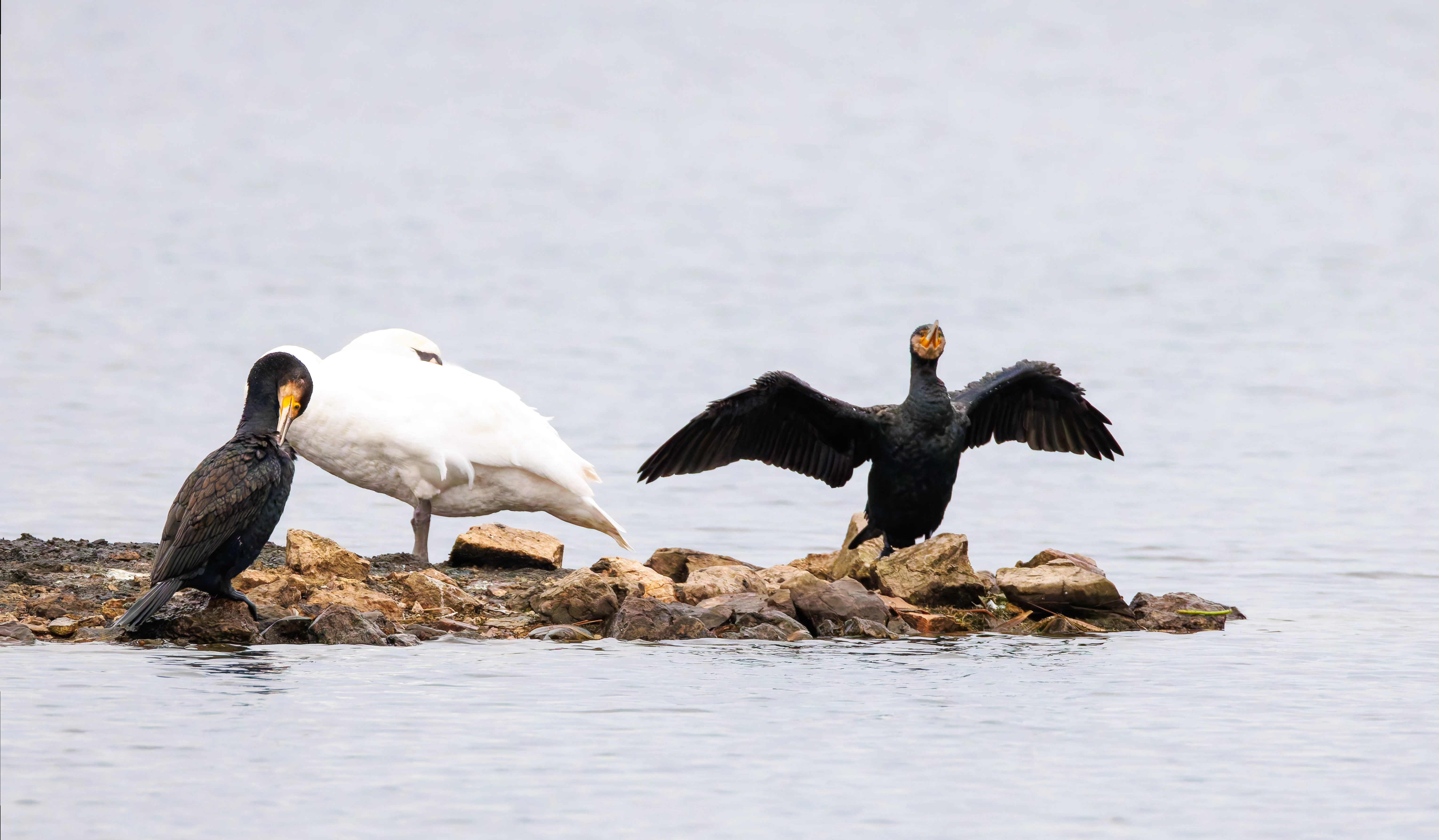 Swan and Cormorants, Leighton Moss, UK — photo by Orlando Prugel-Bennett