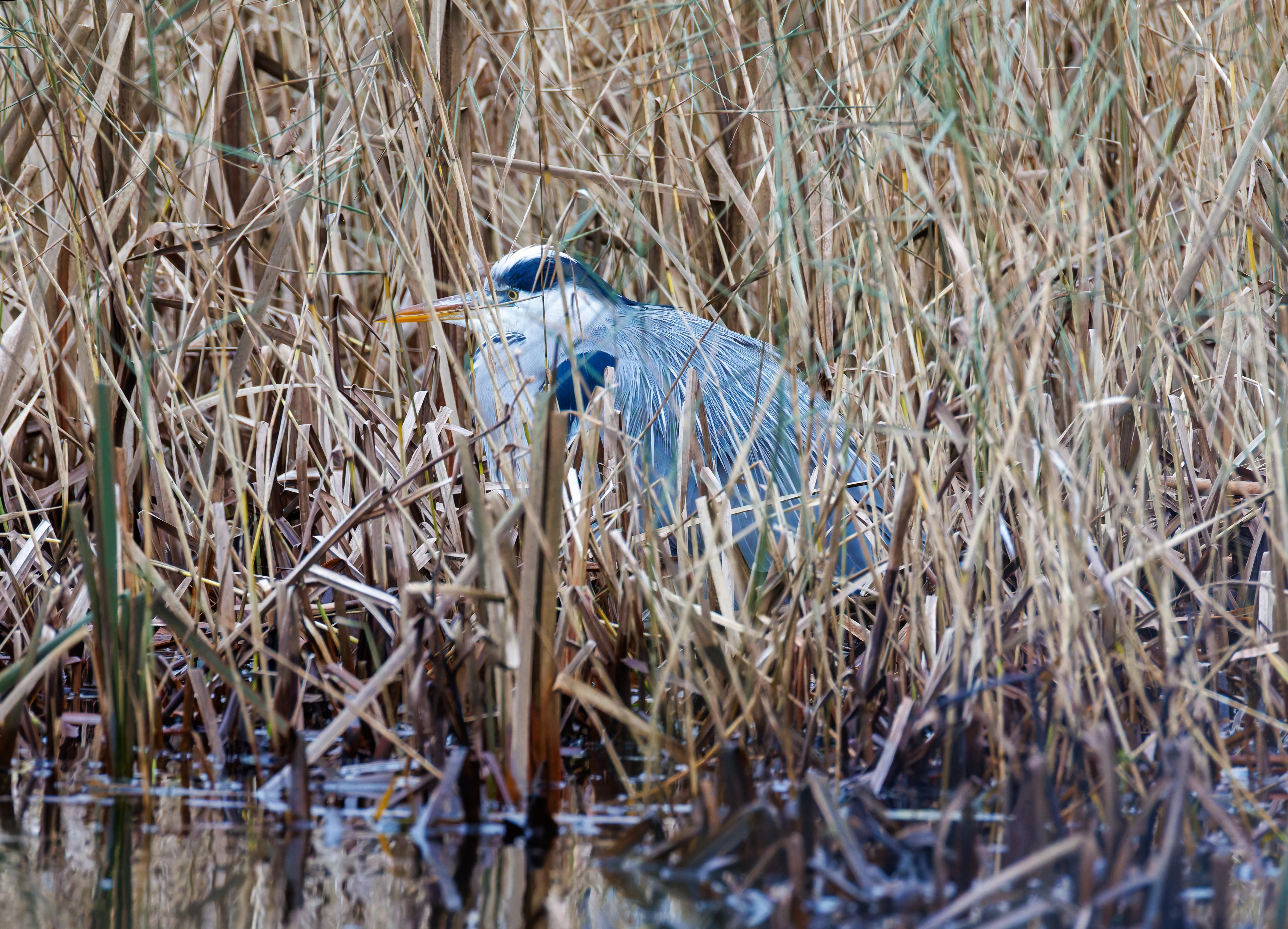 Grey Heron, Leighton Moss, UK — photo by Orlando Prugel-Bennett