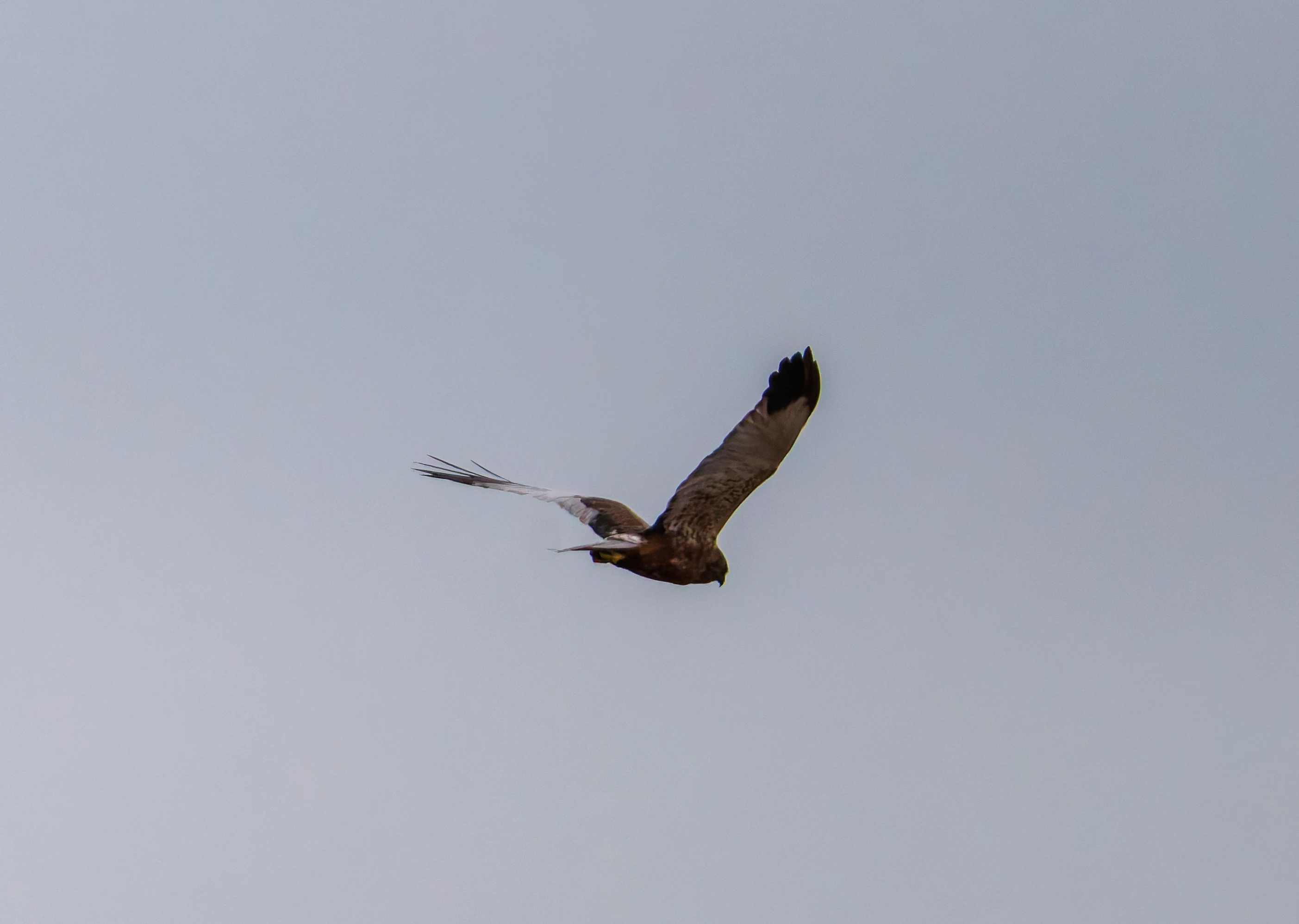 Marsh Harrier, Leighton Moss, UK — photo by Orlando Prugel-Bennett