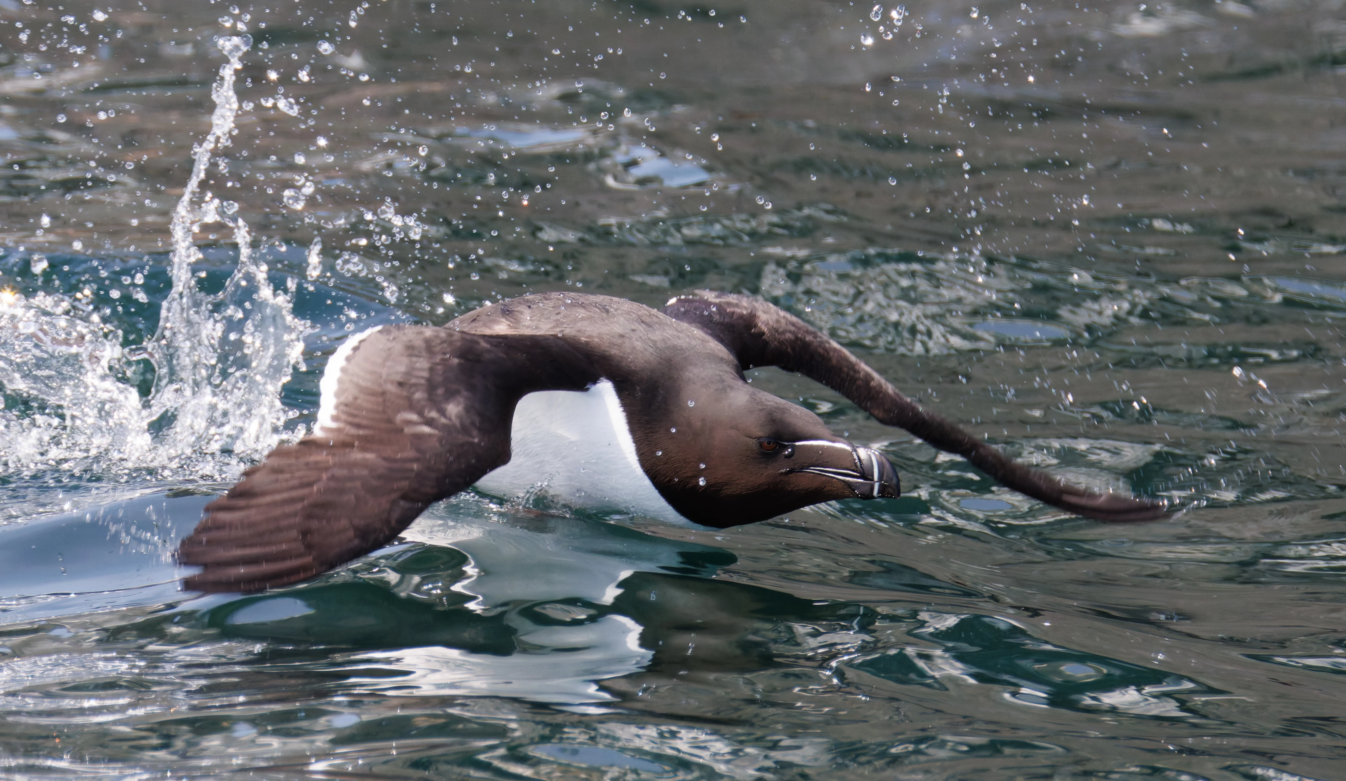 Razorbill, Farne Islands, Seahouses, Northumberland, UK — photo by Orlando Prugel-Bennett