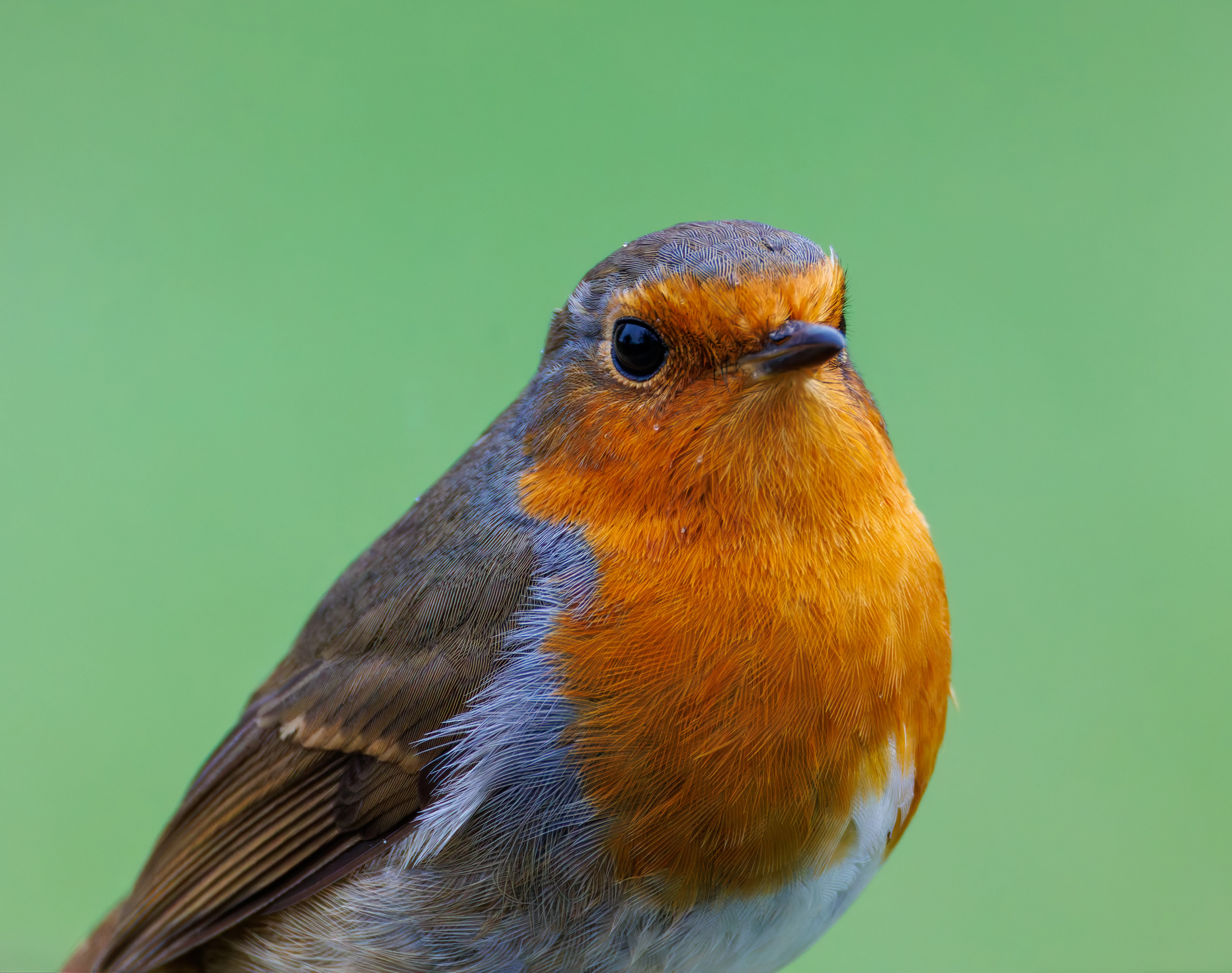 Robin, Leighton Moss, UK — photo by Orlando Prugel-Bennett