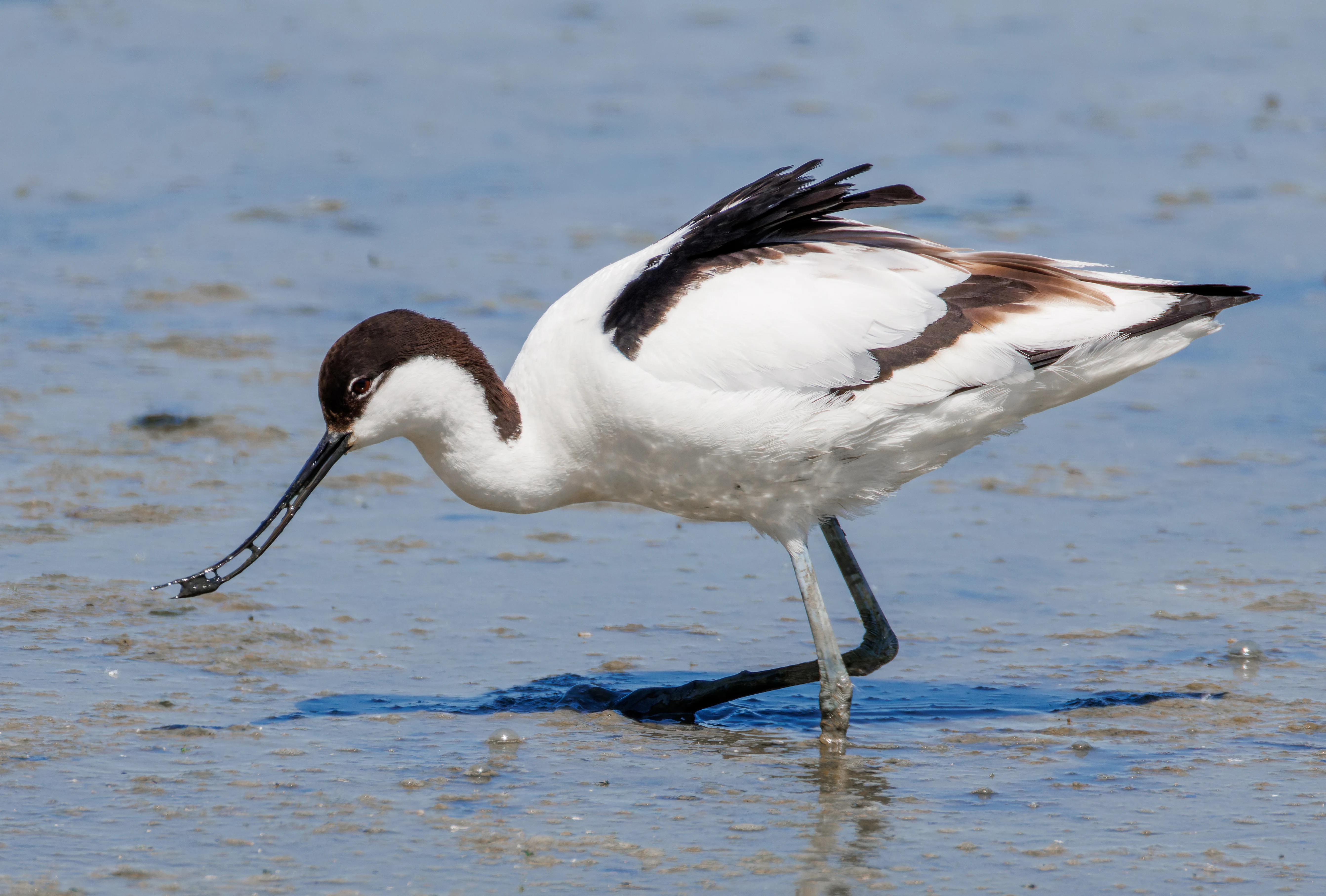 Avocet, Titchfield Haven, Farham, UK — photo by Orlando Prugel-Bennett