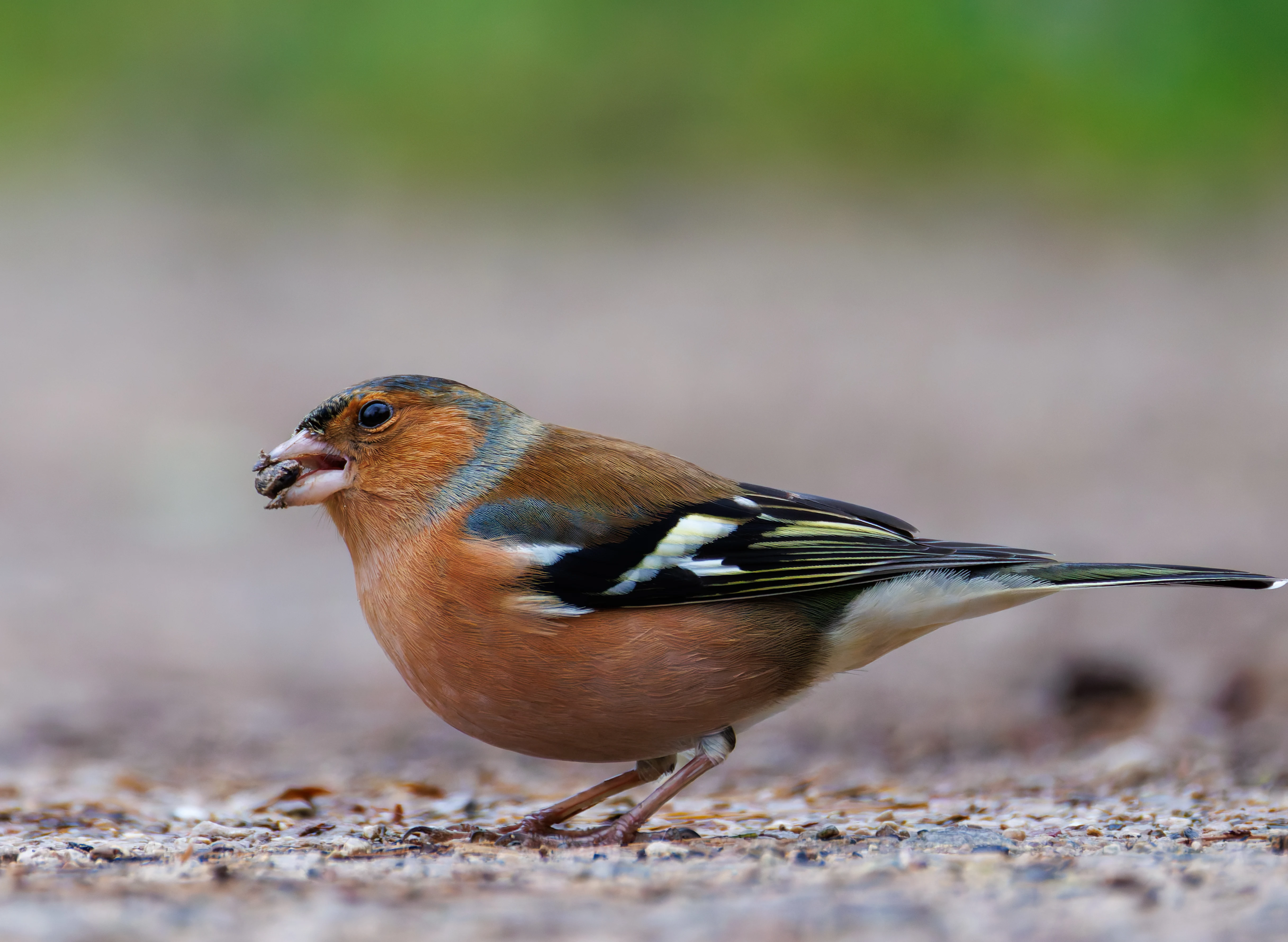 Chaffinch, Leighton Moss, UK — photo by Orlando Prugel-Bennett