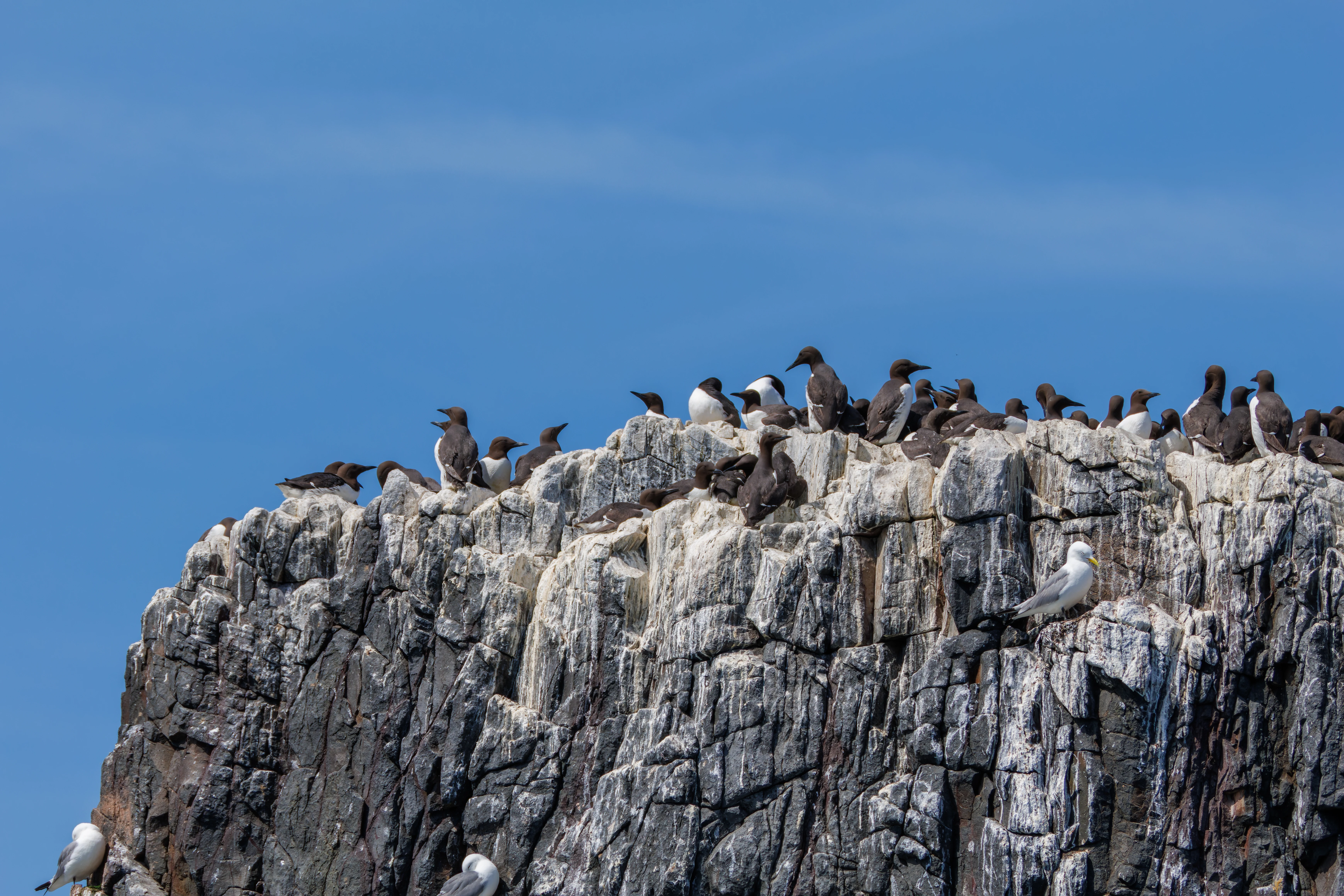 Guillemots, Farne Islands, Seahouses, Northumberland, UK — photo by Orlando Prugel-Bennett
