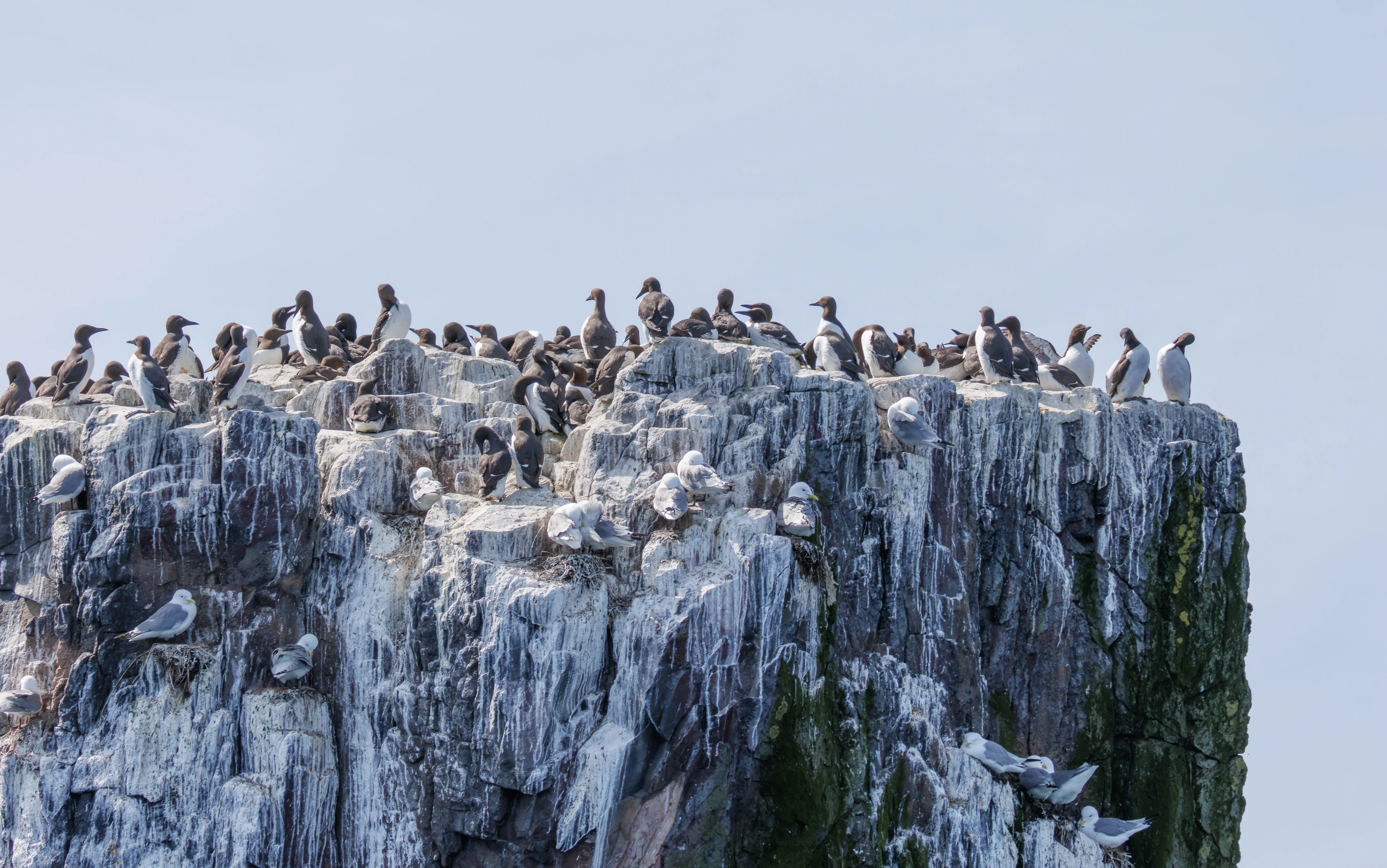 Guillemots & Kittiwake, Farne Islands, Seahouses, Northumberland, UK — photo by Orlando Prugel-Bennett
