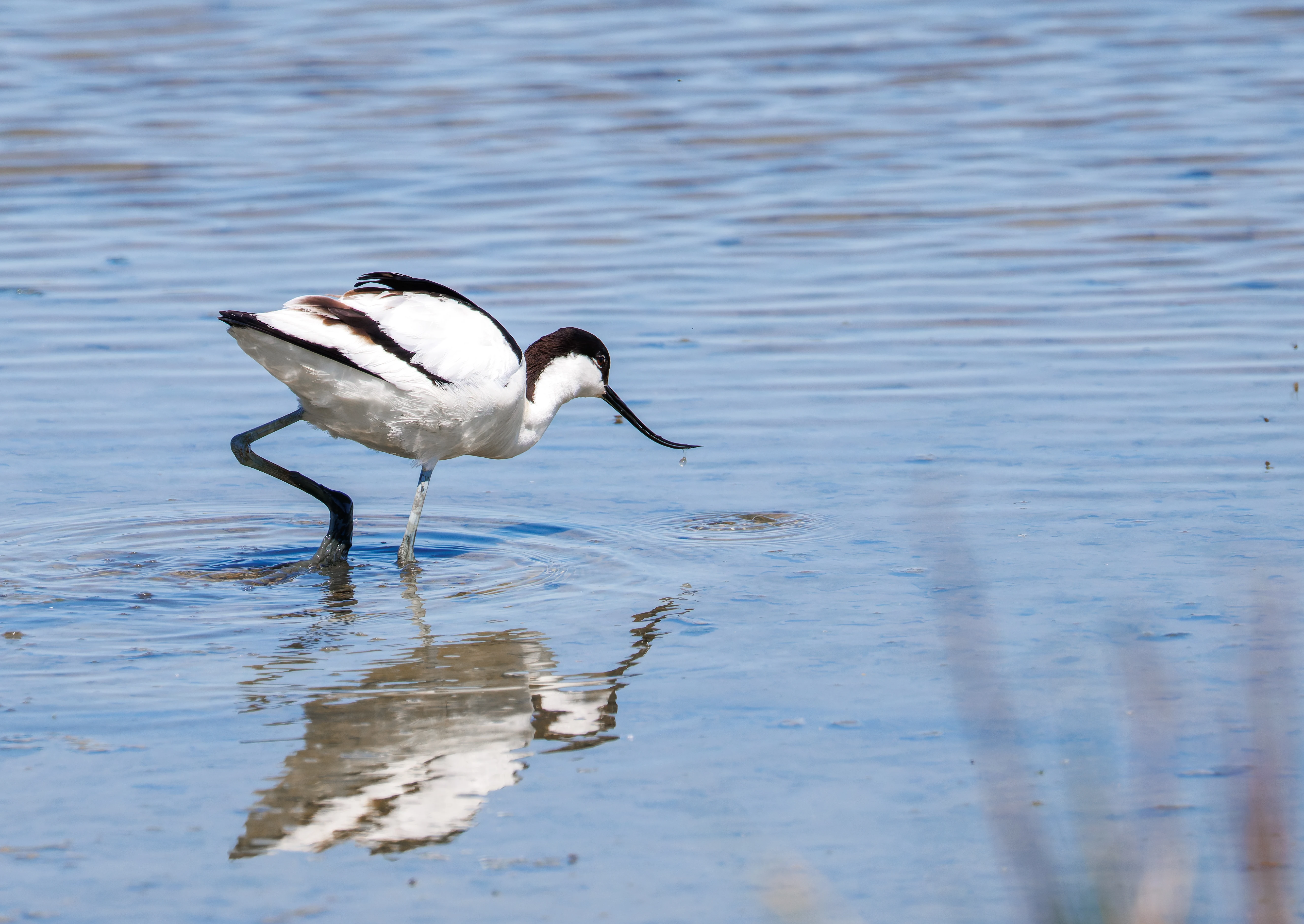 Pied Avocet, Titchfield Haven, Farham, UK — photo by Orlando Prugel-Bennett