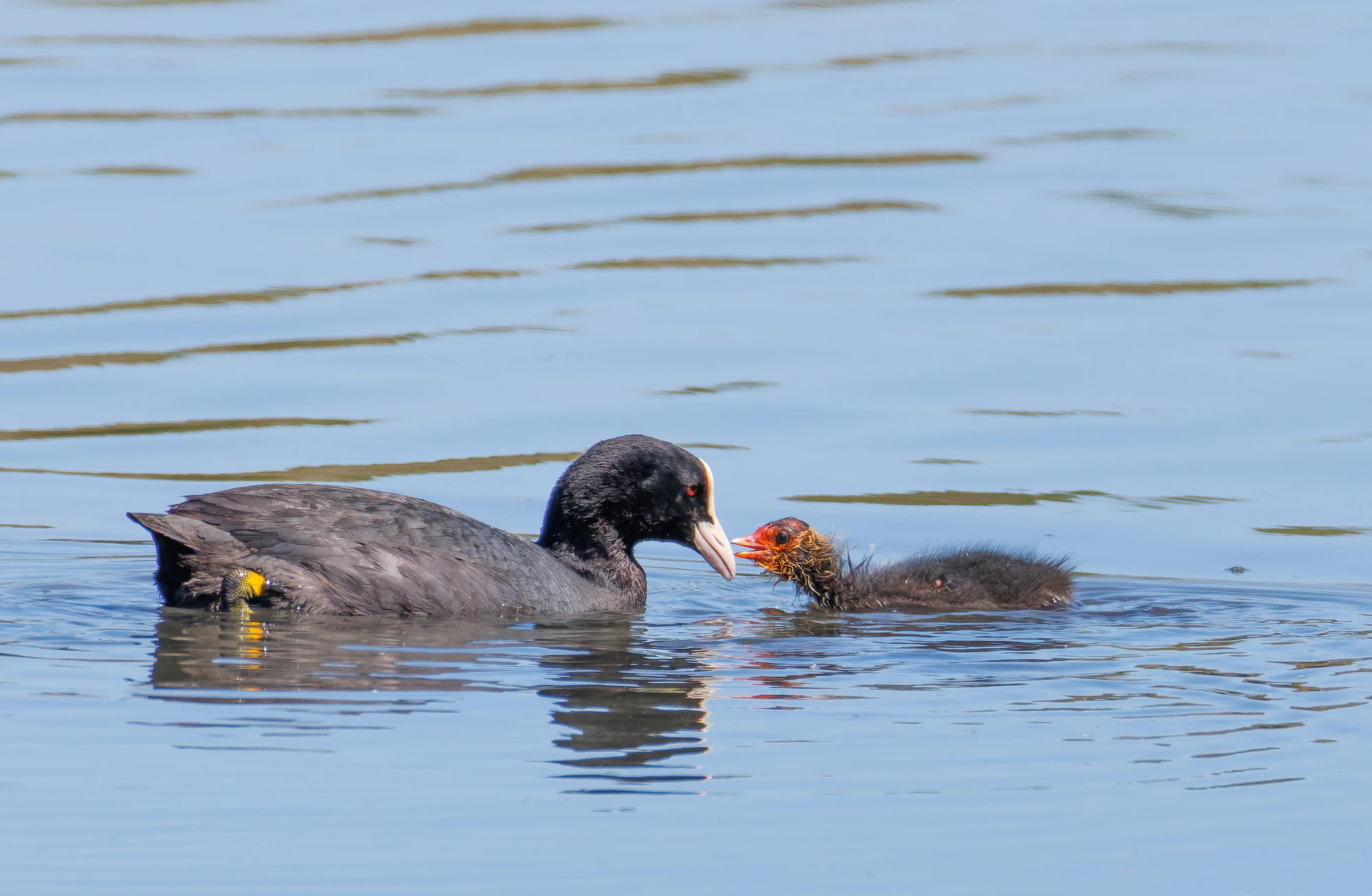 Coot with chick, Titchfield Haven, Farham, UK — photo by Orlando Prugel-Bennett