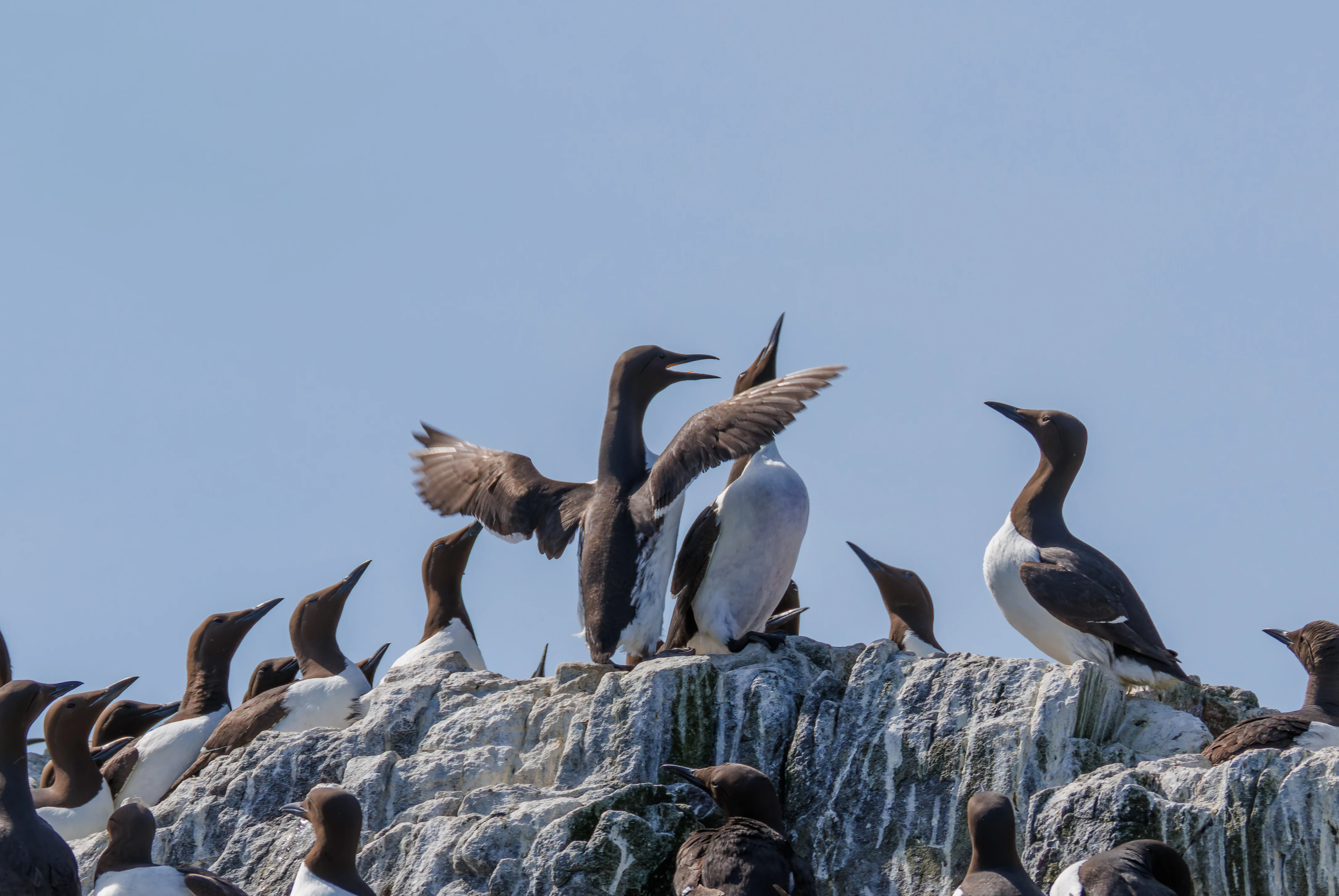 Guillemots, Farne Islands, Seahouses, Northumberland, UK — photo by Orlando Prugel-Bennett