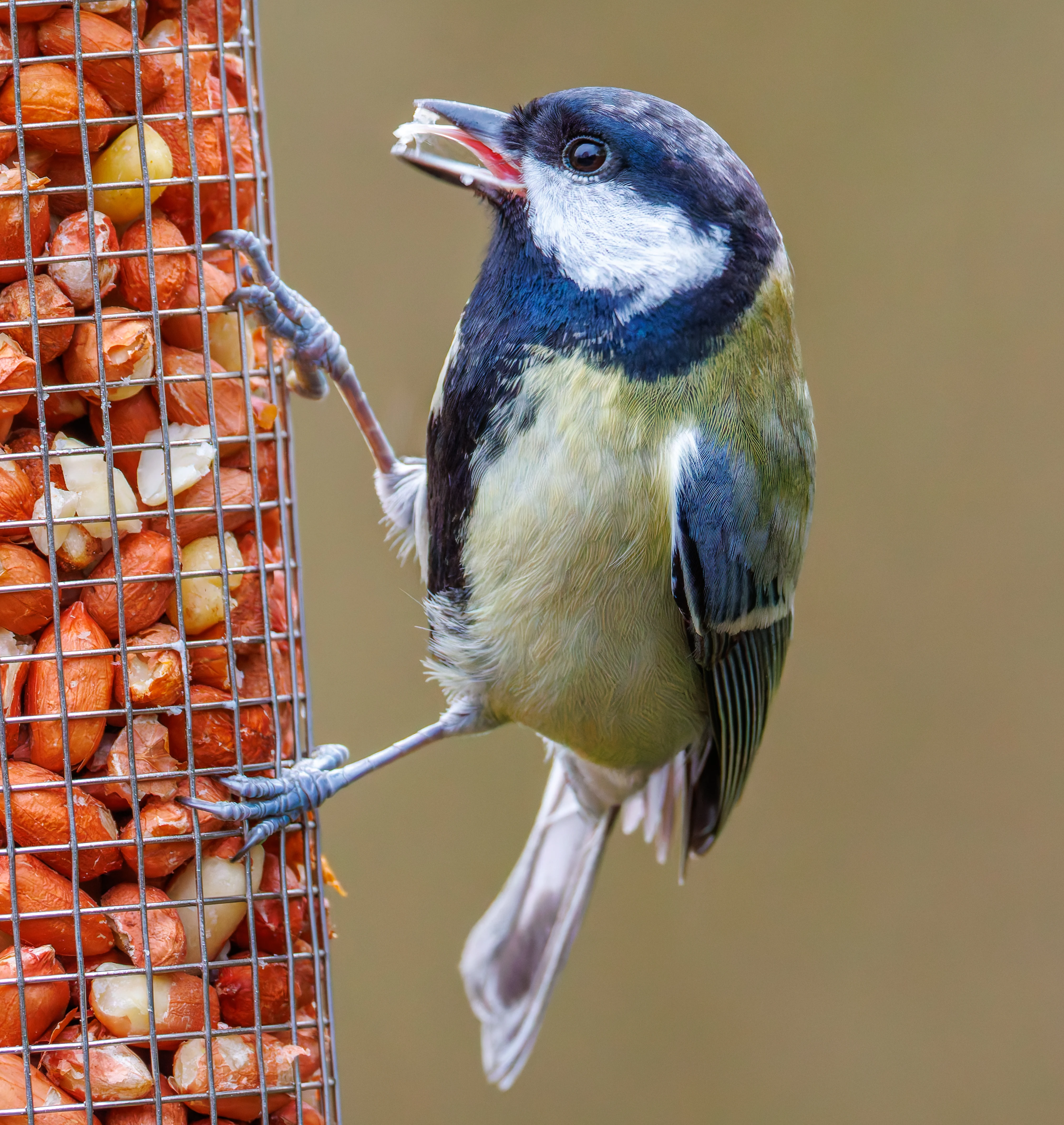 Blue Tit, Leighton Moss, UK — photo by Orlando Prugel-Bennett
