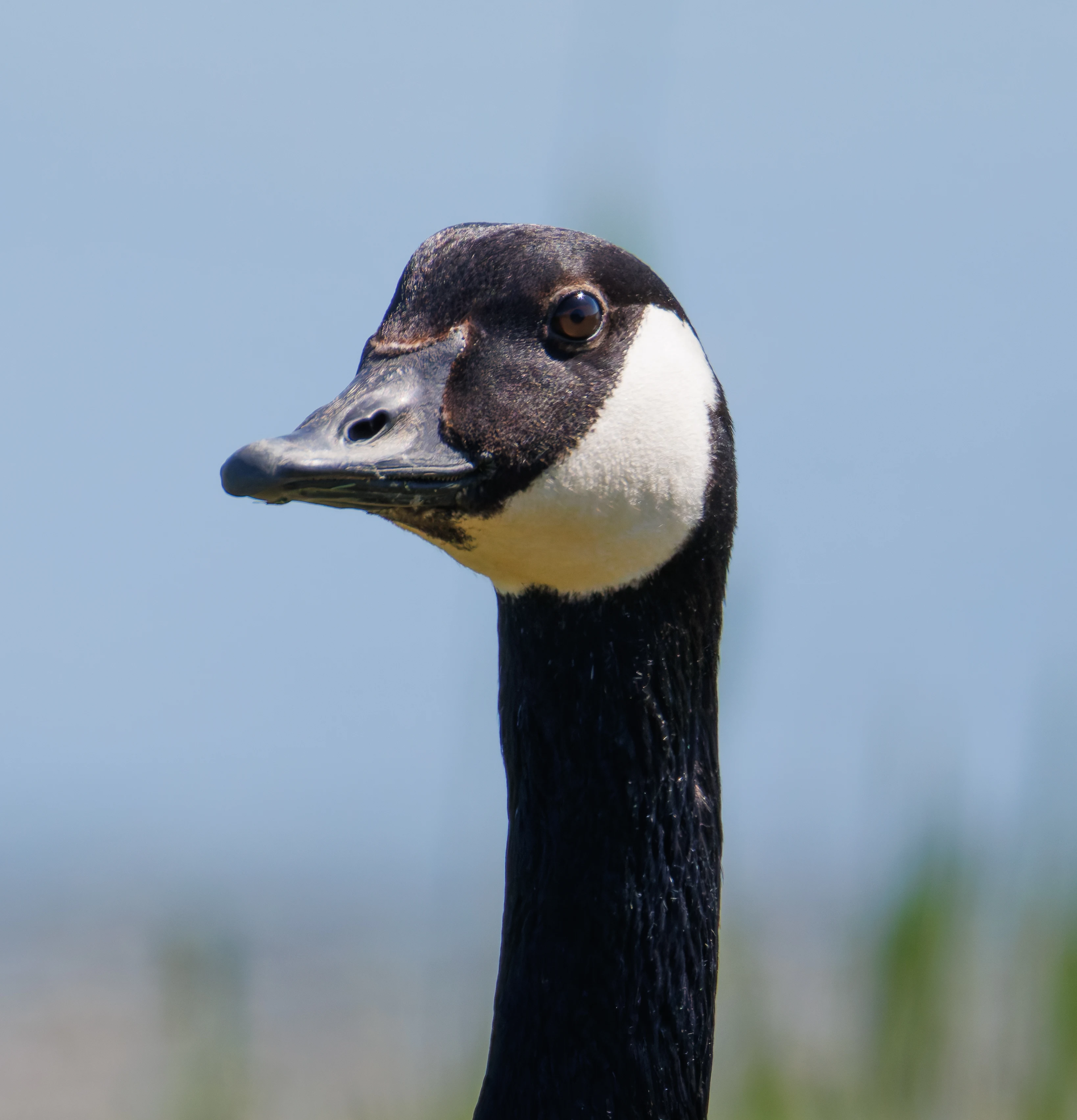 Canada Goose, Titchfield Haven, Farham, UK — photo by Orlando Prugel-Bennett